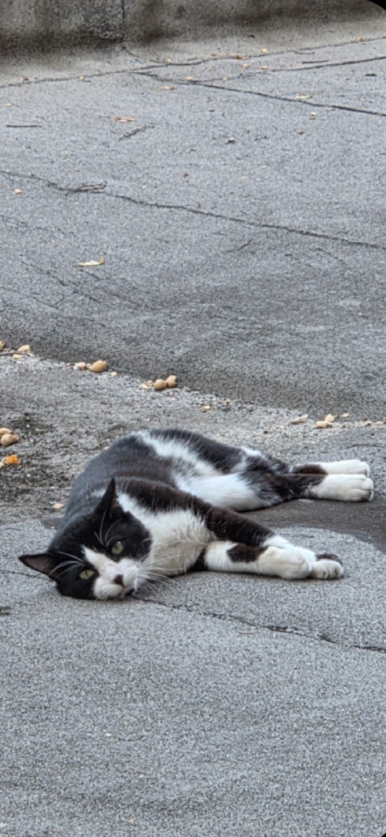 Help Philip the Neighborhood Cat Get Medical Care campaign photo, 2 of 7