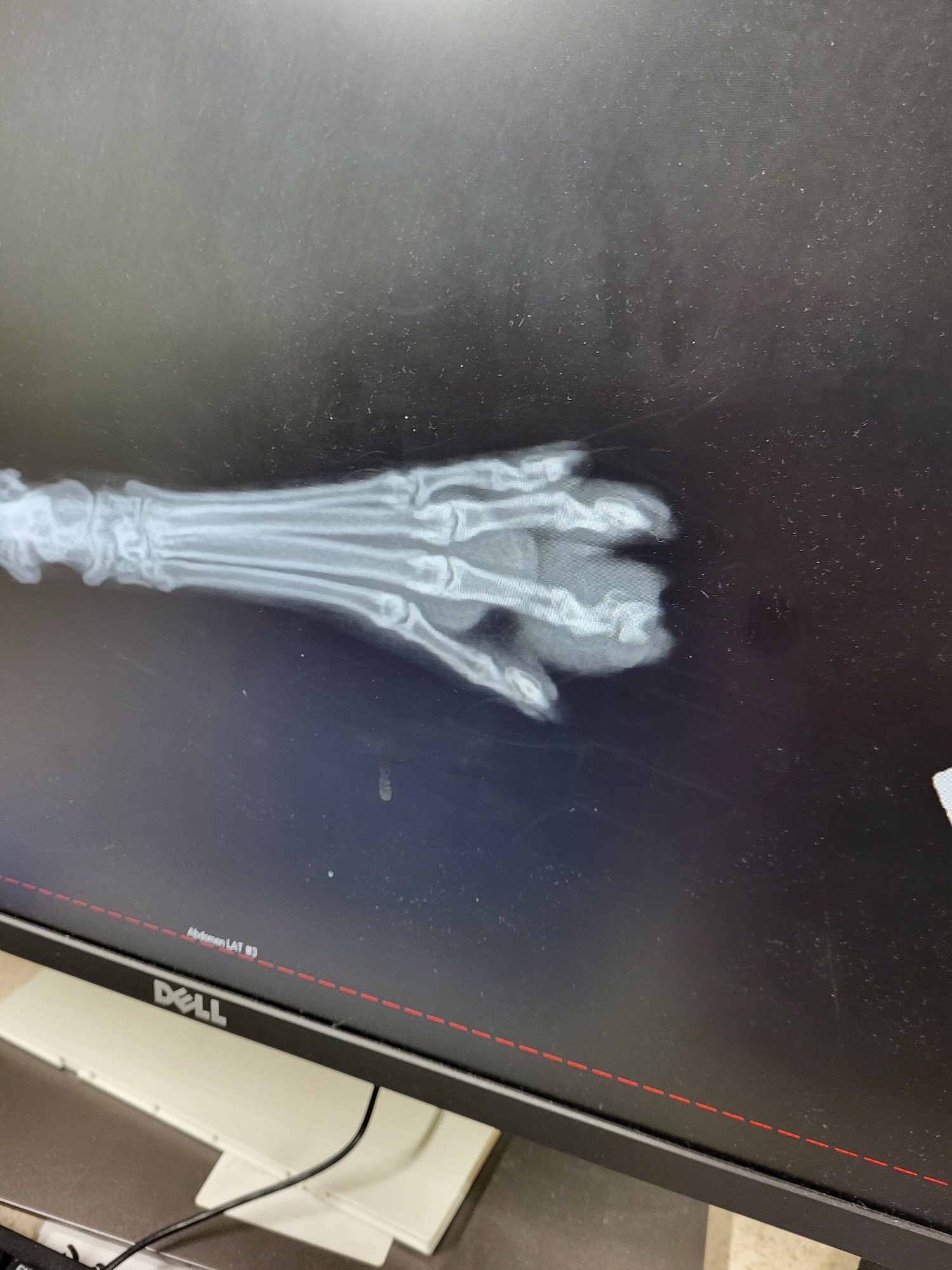 Help Philip the Neighborhood Cat Get Medical Care campaign photo, 4 of 7