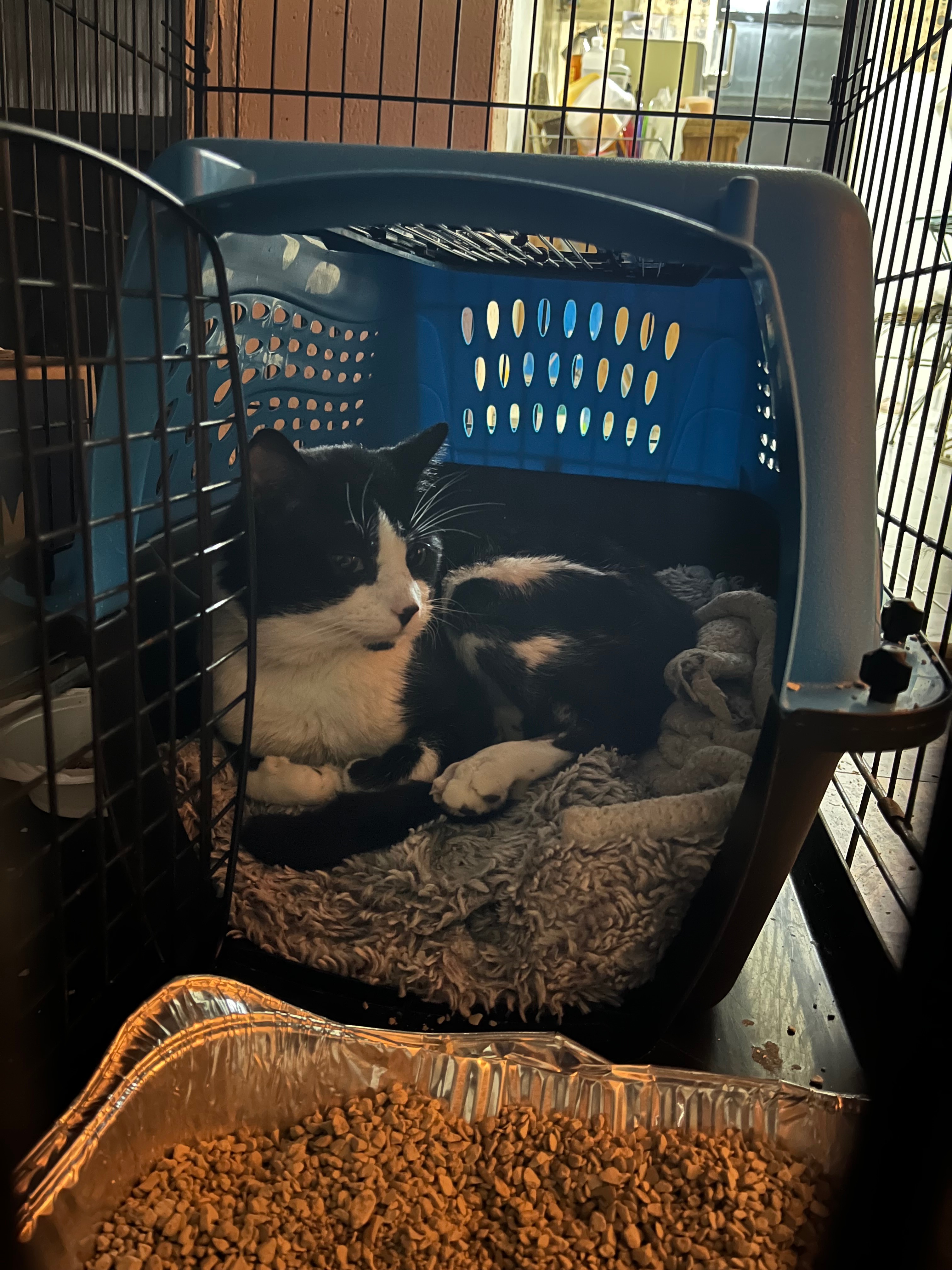 Help Philip the Neighborhood Cat Get Medical Care campaign photo, 5 of 7