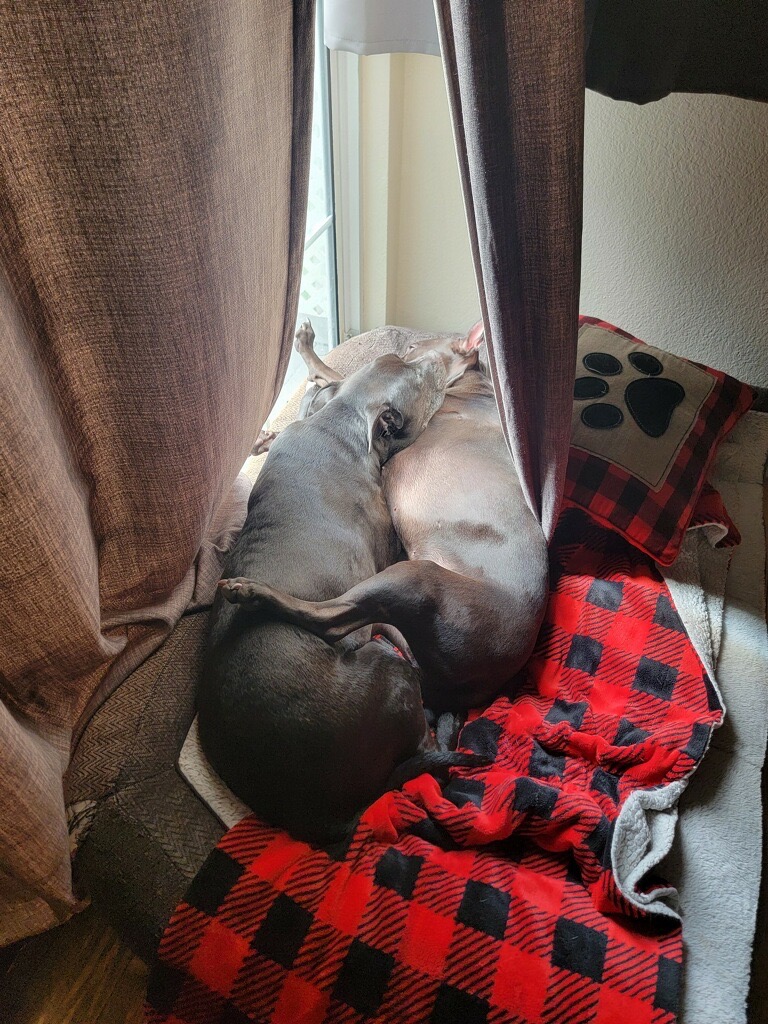 Support for Blueberry and Kiwi’s Cancer Battle campaign photo, 5 of 8