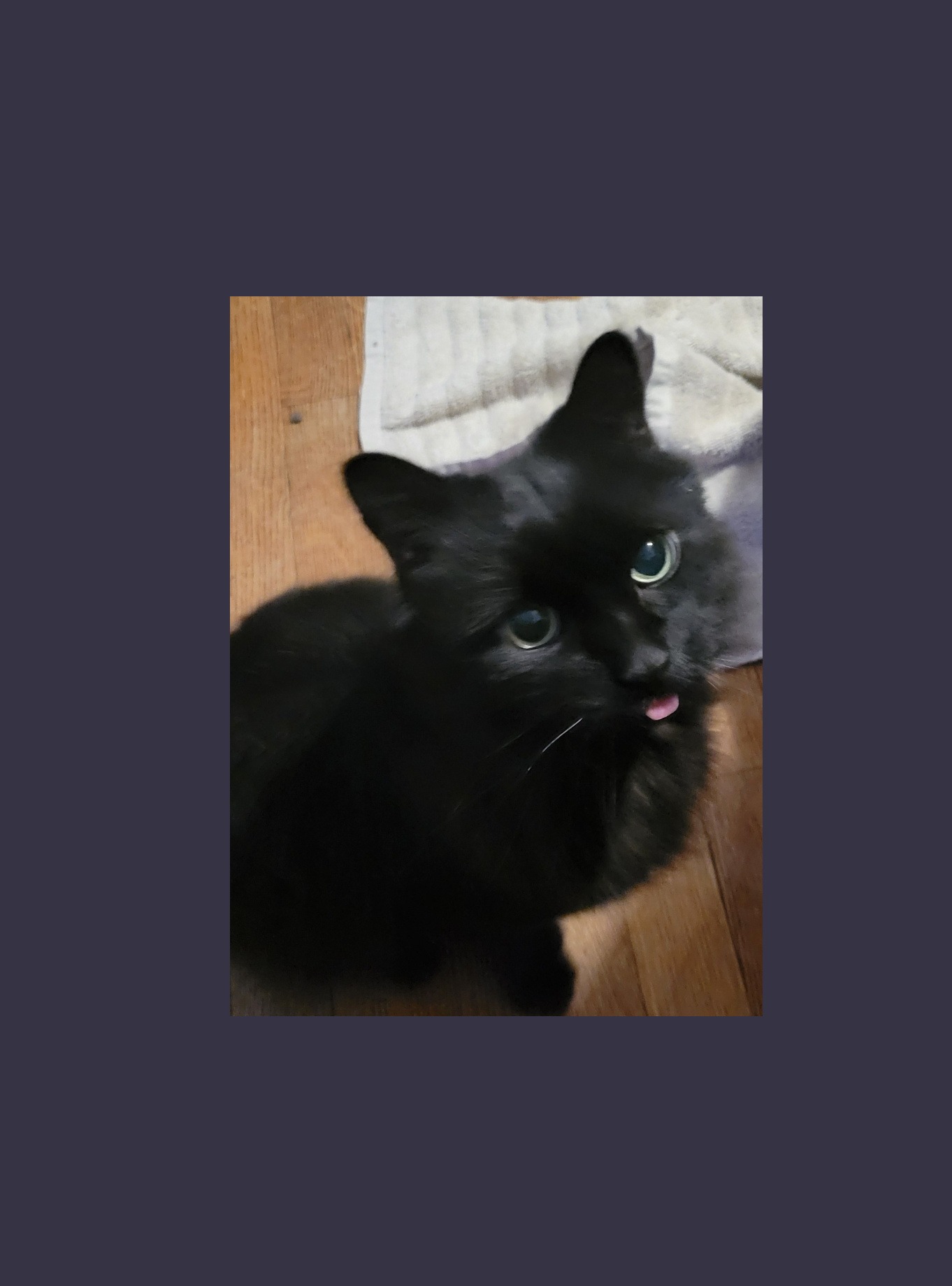 Support Needed! Senior Cat Dental Care campaign photo, 4 of 5