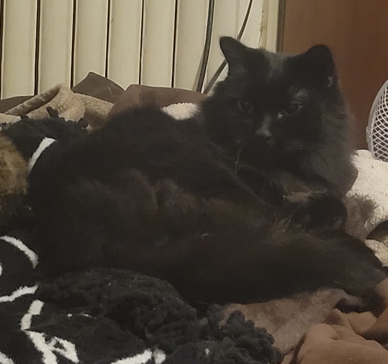 Support Needed! Senior Cat Dental Care campaign photo, 2 of 5