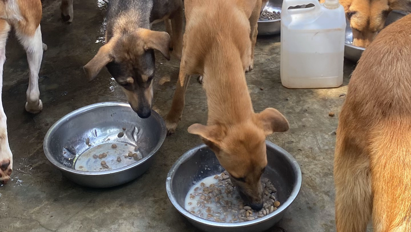 Help Provide Food and Shelter for Abandoned Animals photo