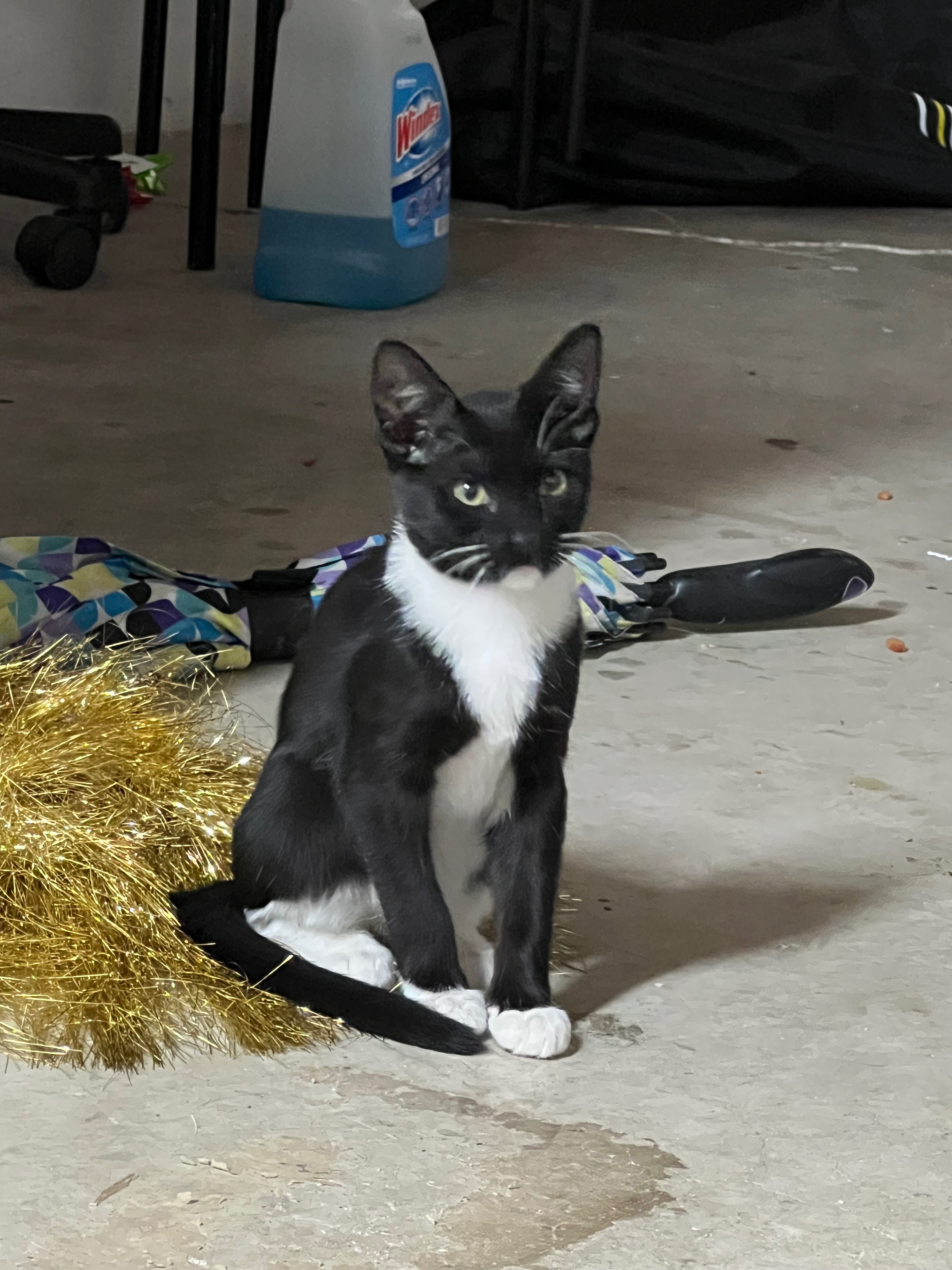 Support Kitty Lemonade’s Emergency Rescue campaign photo, 4 of 5