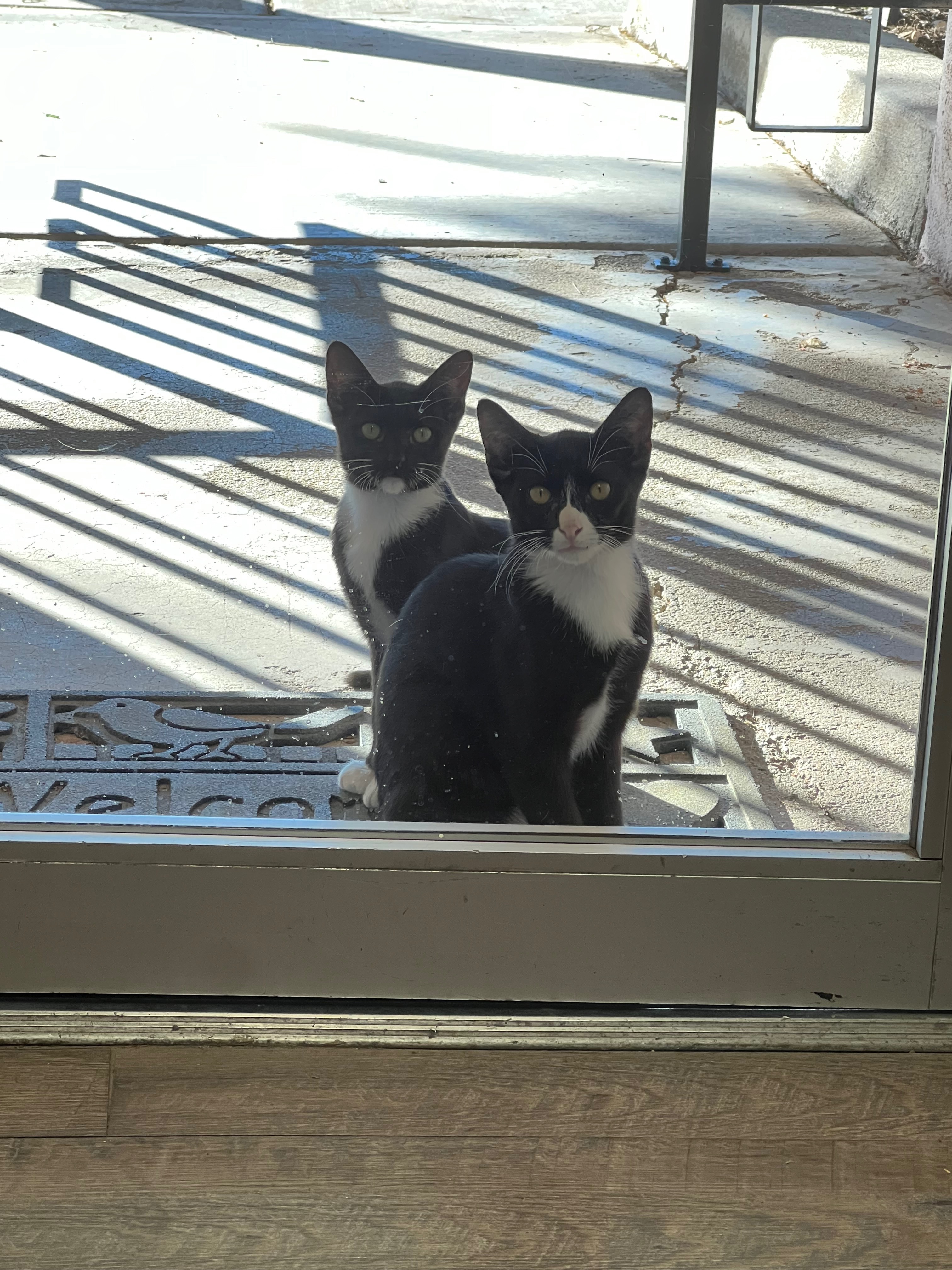 Support Kitty Lemonade’s Emergency Rescue campaign photo, 2 of 5