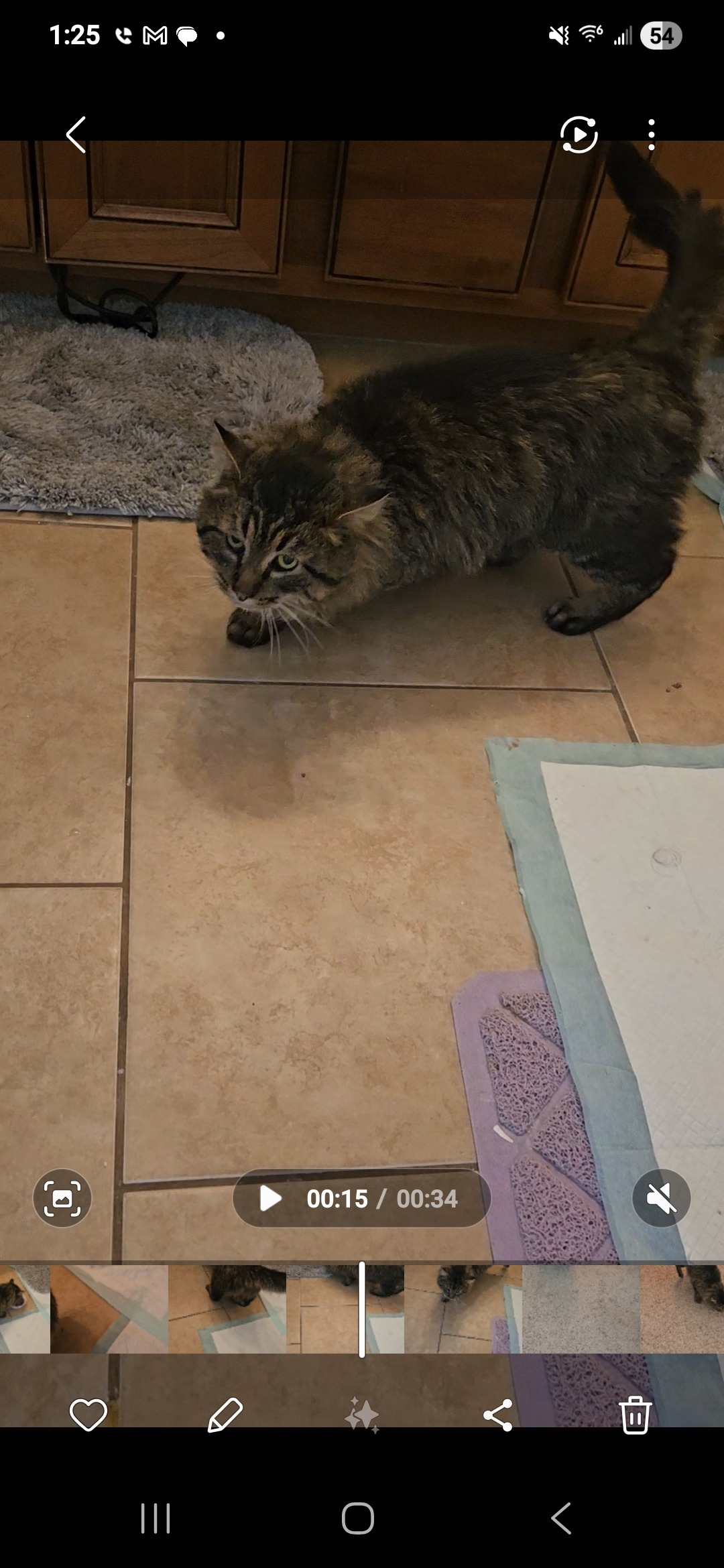 Support My Rescue Cat’s Vet Bills campaign photo, 4 of 5