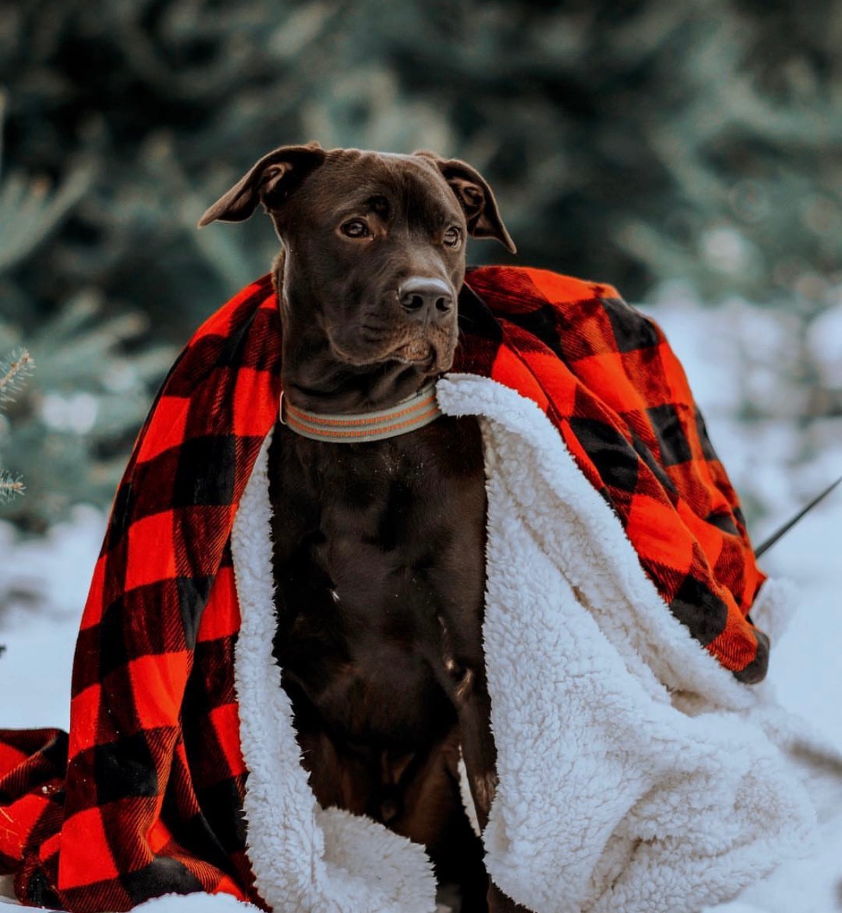 Help Archer Get Lifesaving Surgery campaign photo, 6 of 7