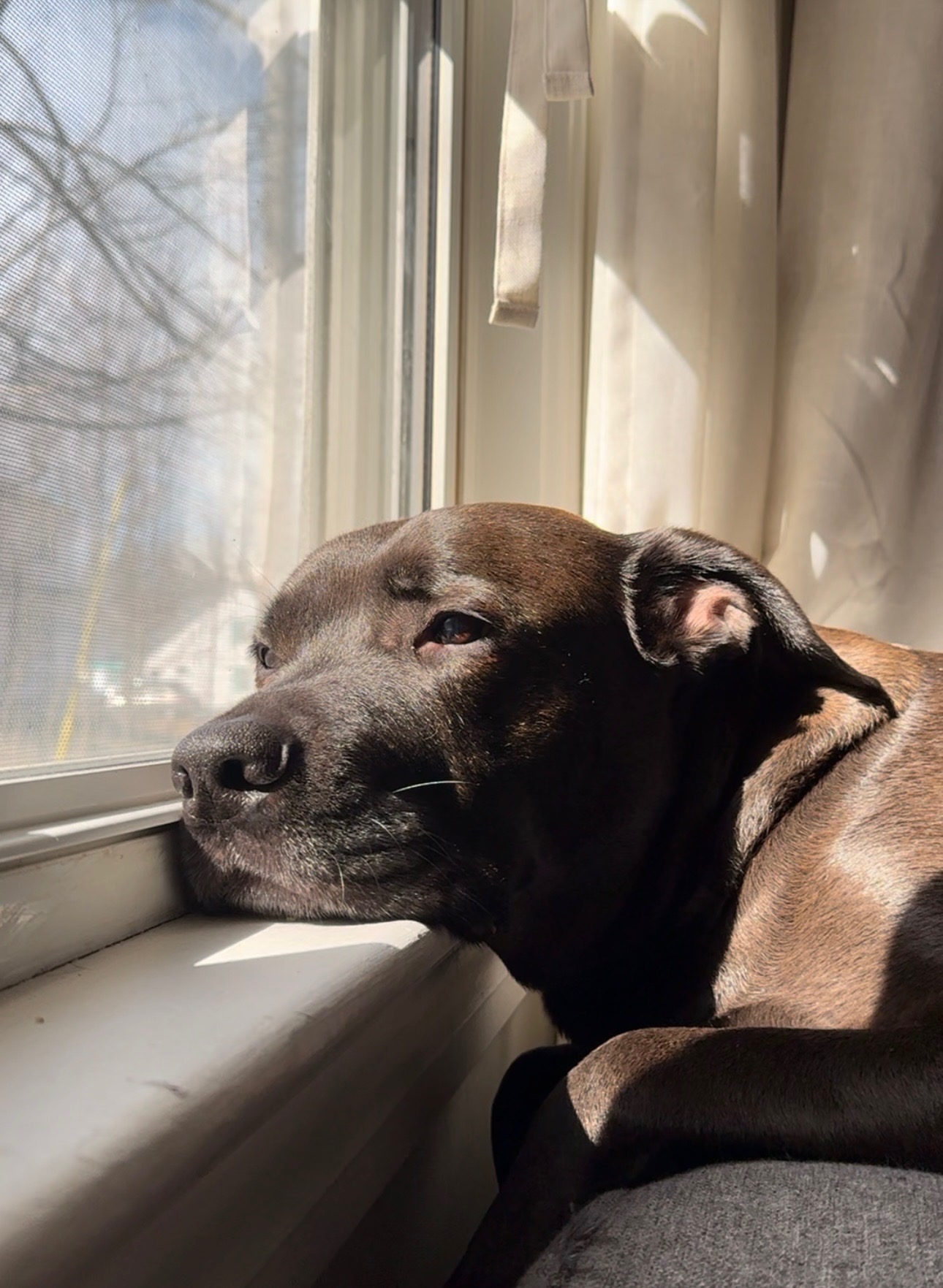 Help Archer Get Lifesaving Surgery campaign photo, 2 of 7