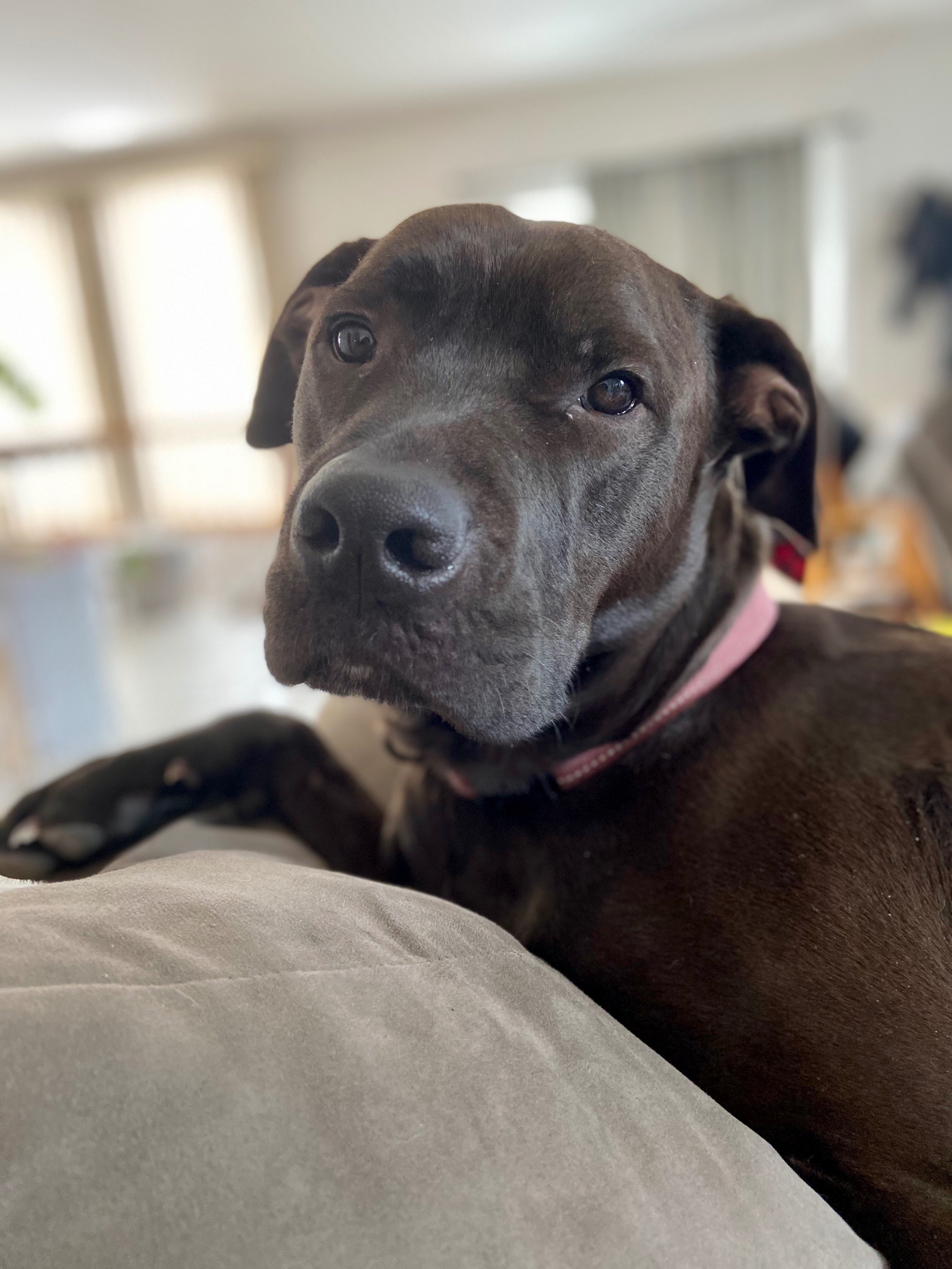 Help Archer Get Lifesaving Surgery campaign photo, 4 of 7