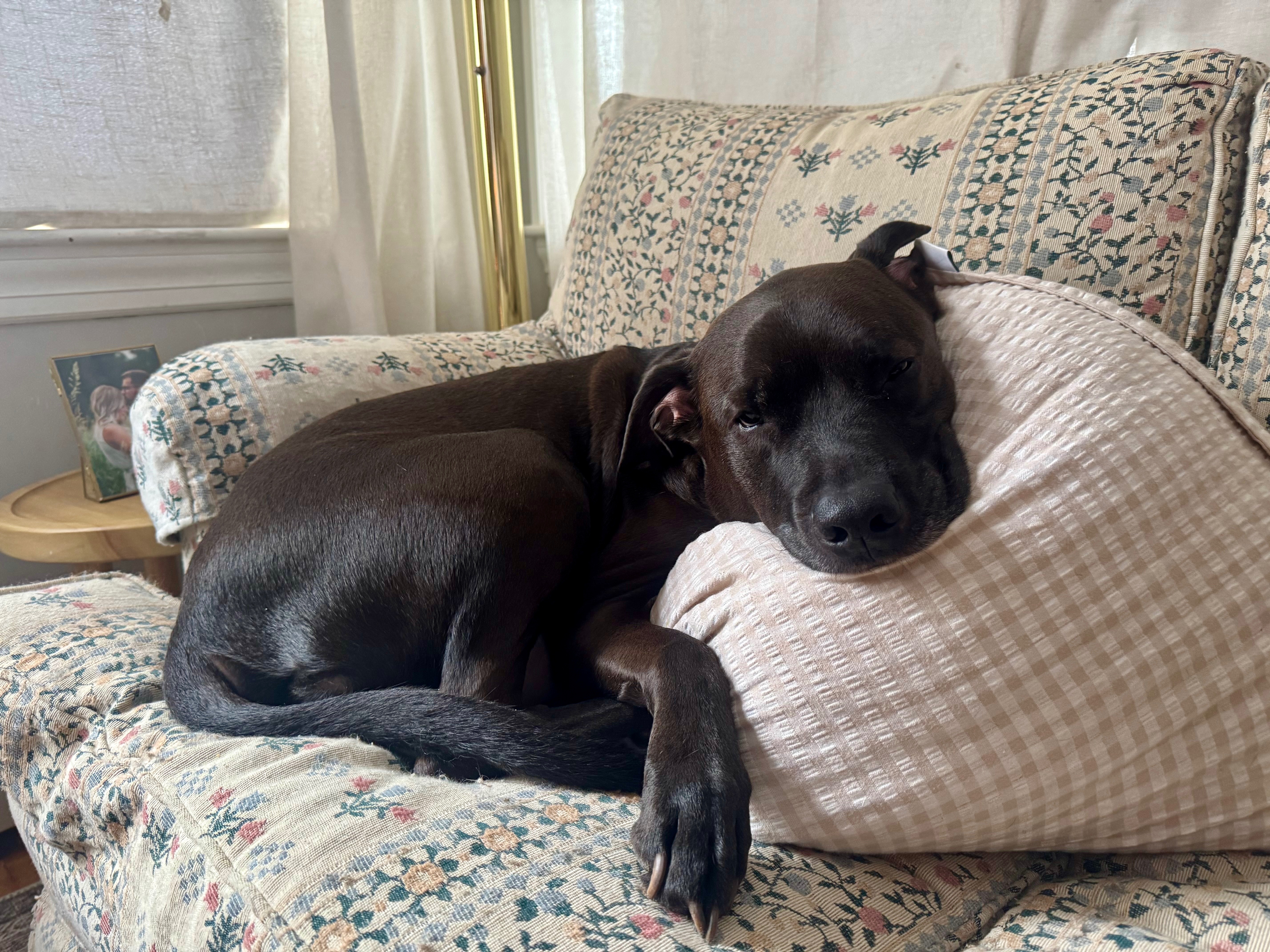 Help Archer Get Lifesaving Surgery campaign photo, 5 of 7