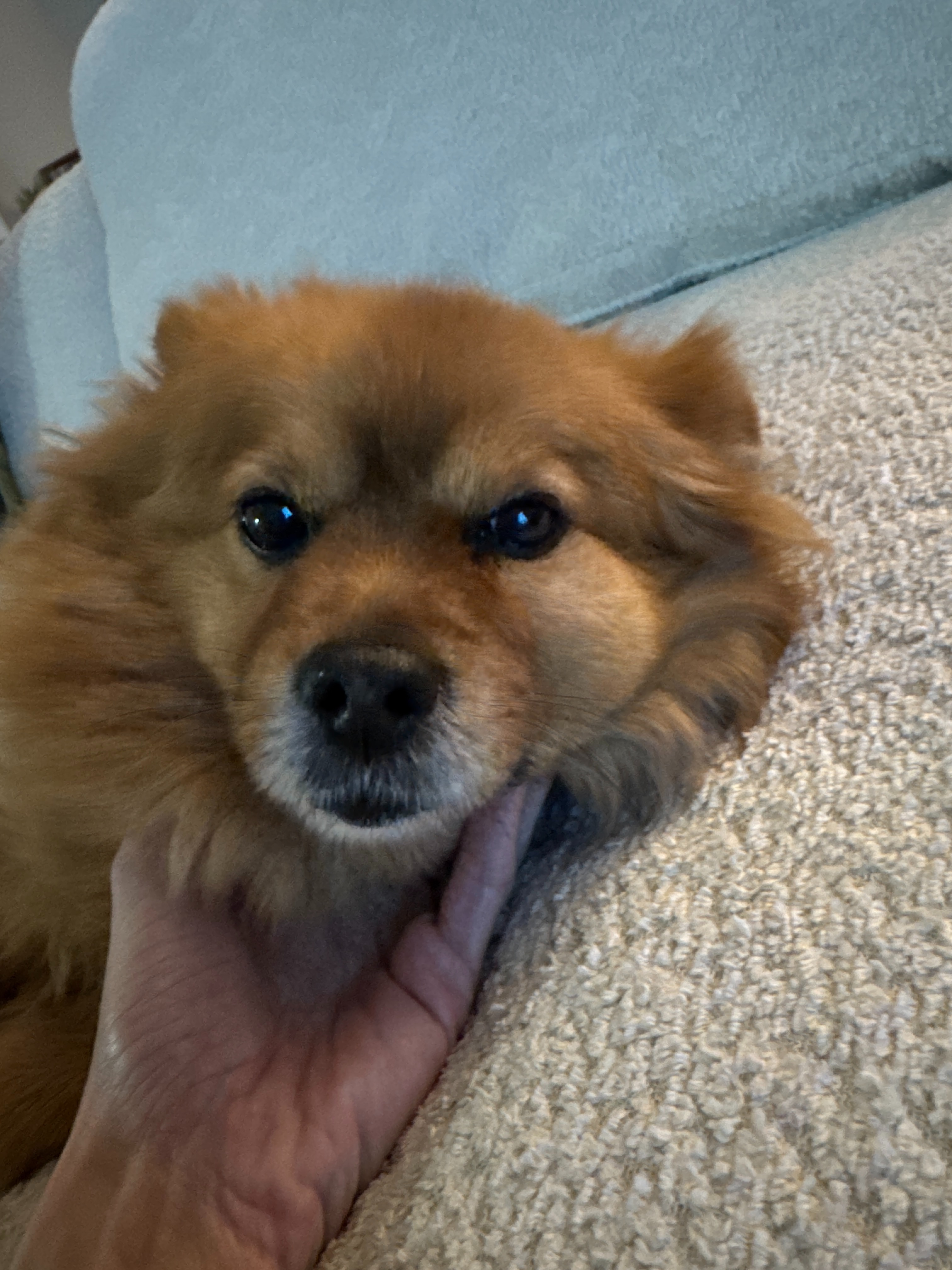 Help Walter Recover from Emergency Surgery campaign photo, 7 of 8