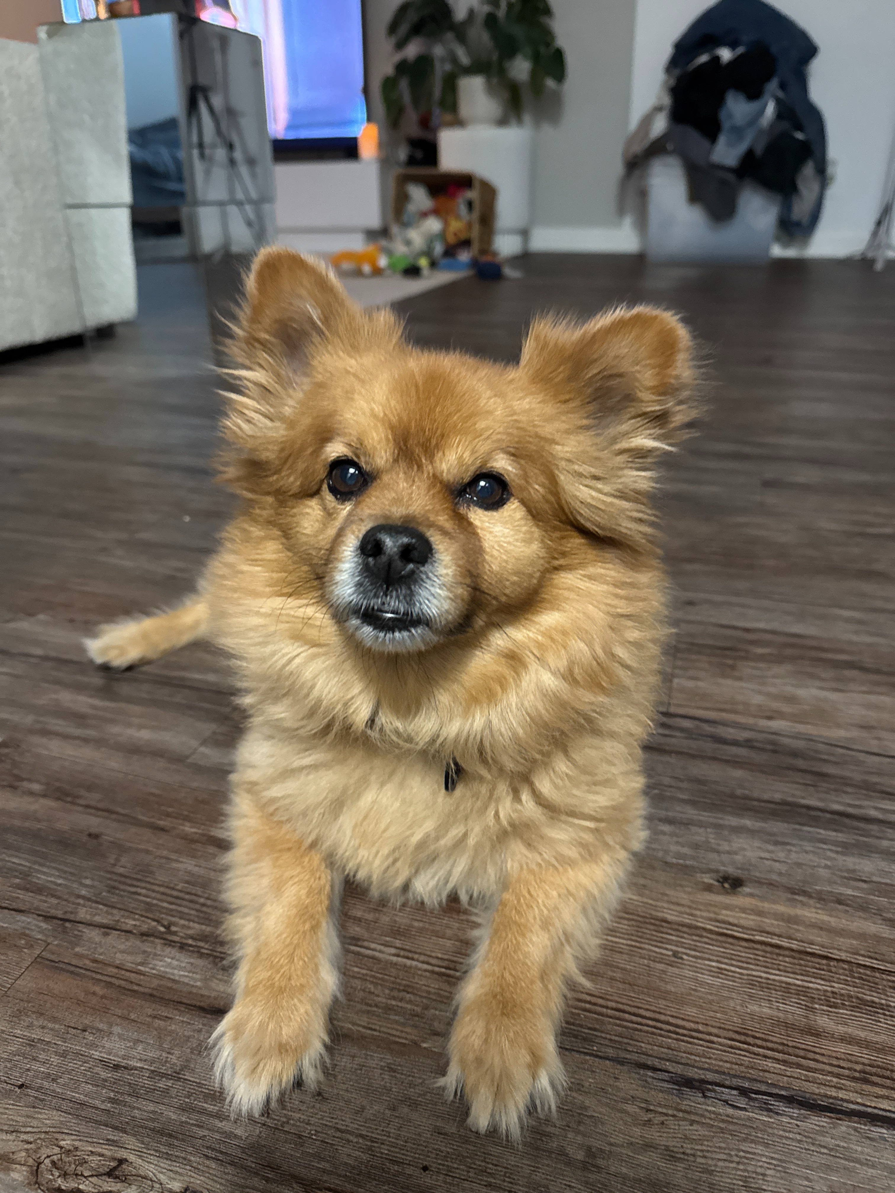 Help Walter Recover from Emergency Surgery campaign photo, 2 of 8