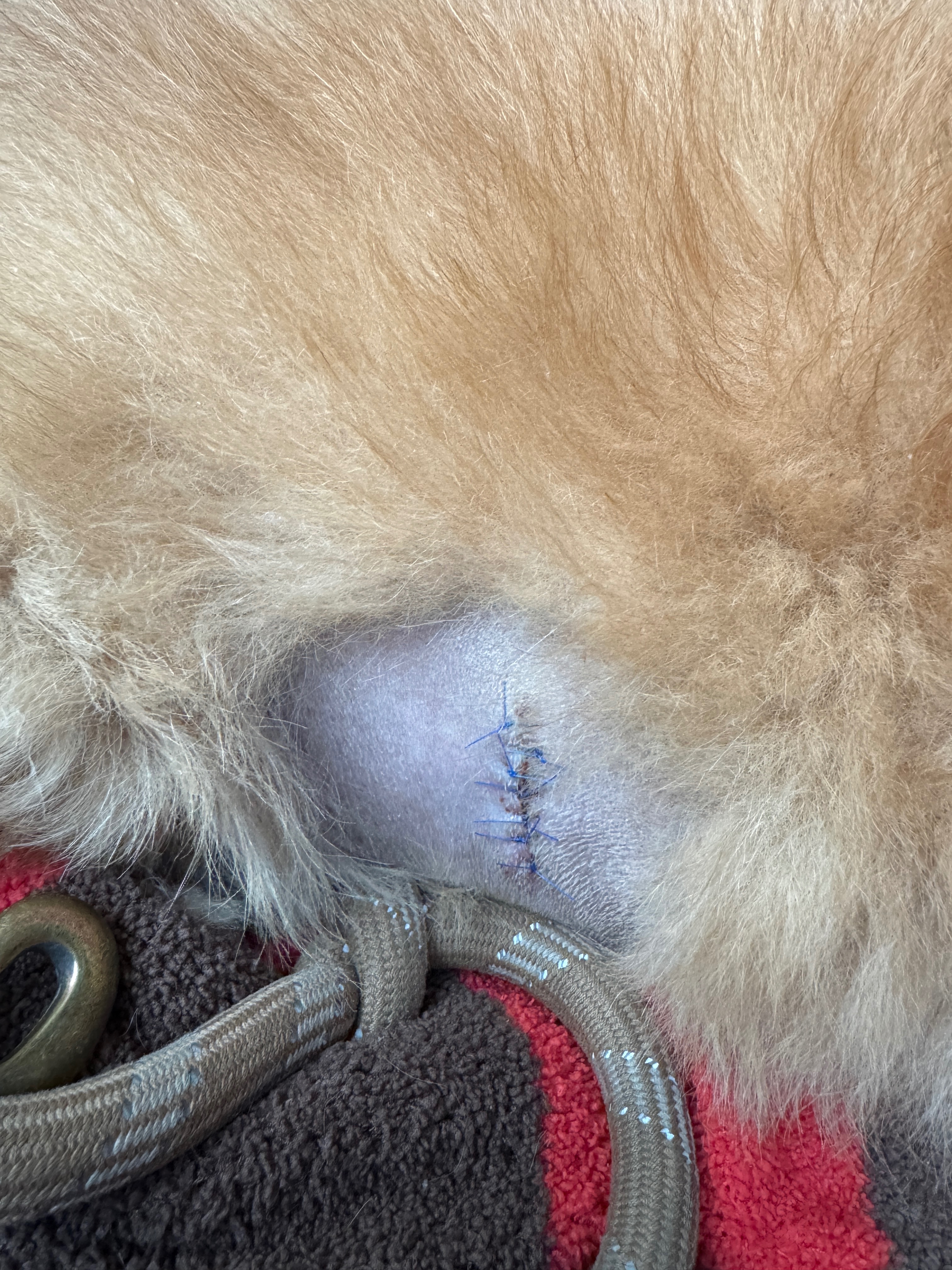 Help Walter Recover from Emergency Surgery campaign photo, 5 of 8