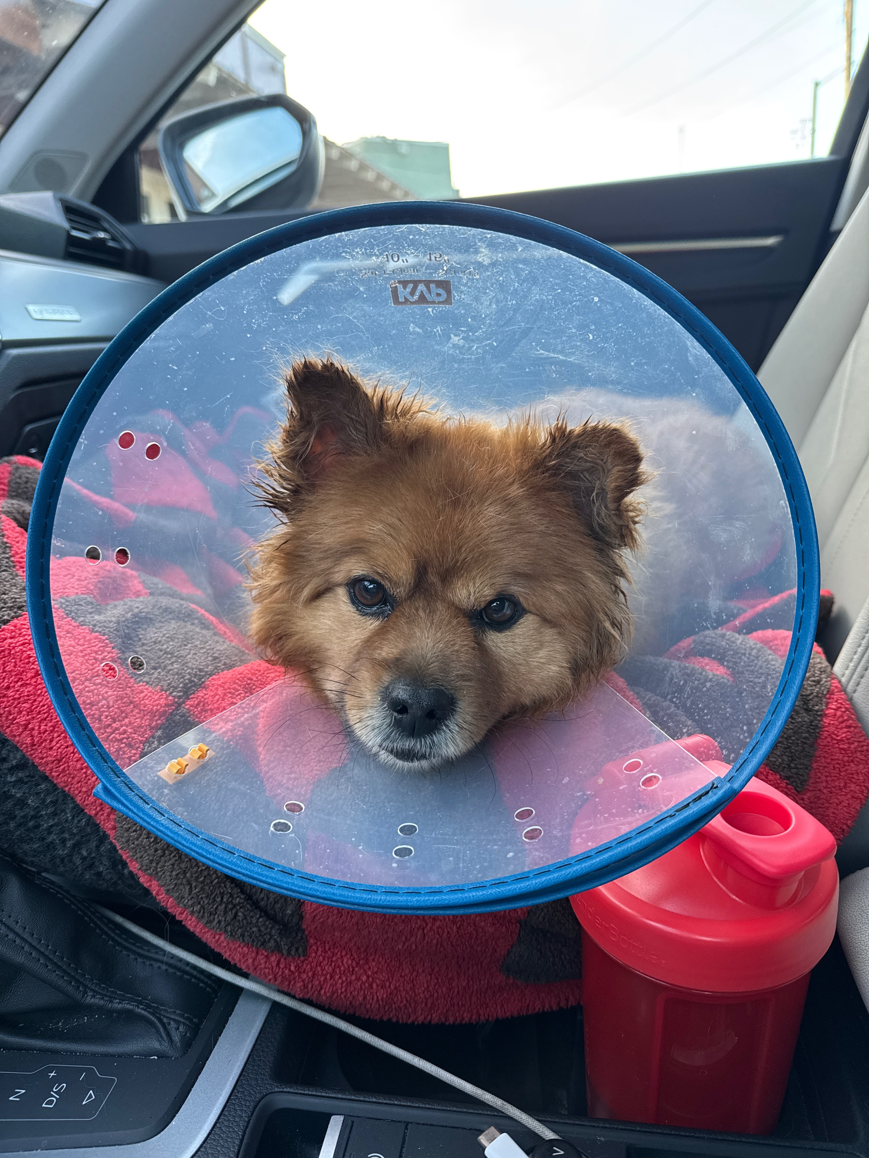 Help Walter Recover from Emergency Surgery campaign photo, 6 of 8