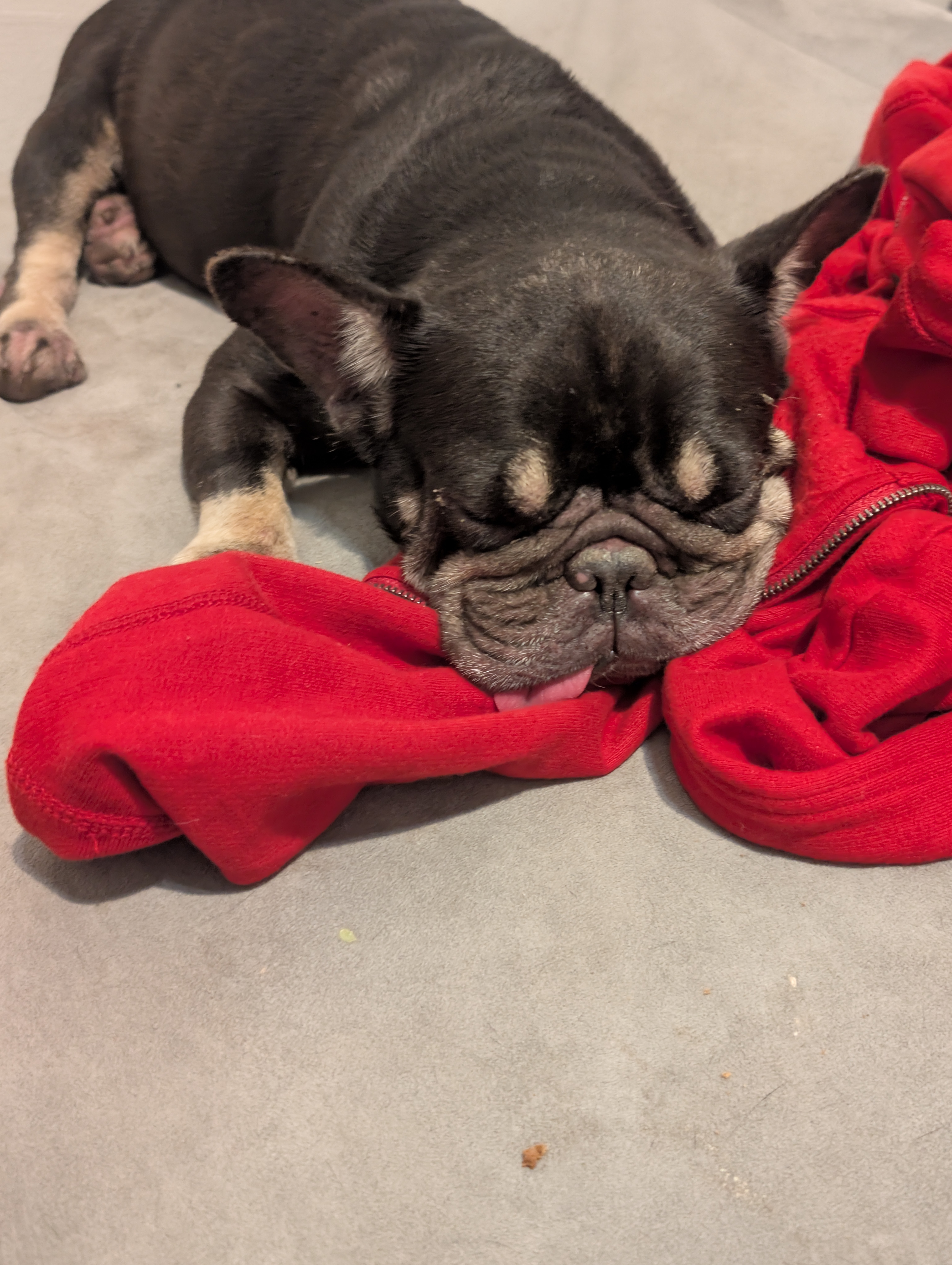 Help Pablo Care for Abandoned Frenchie campaign photo, 6 of 7