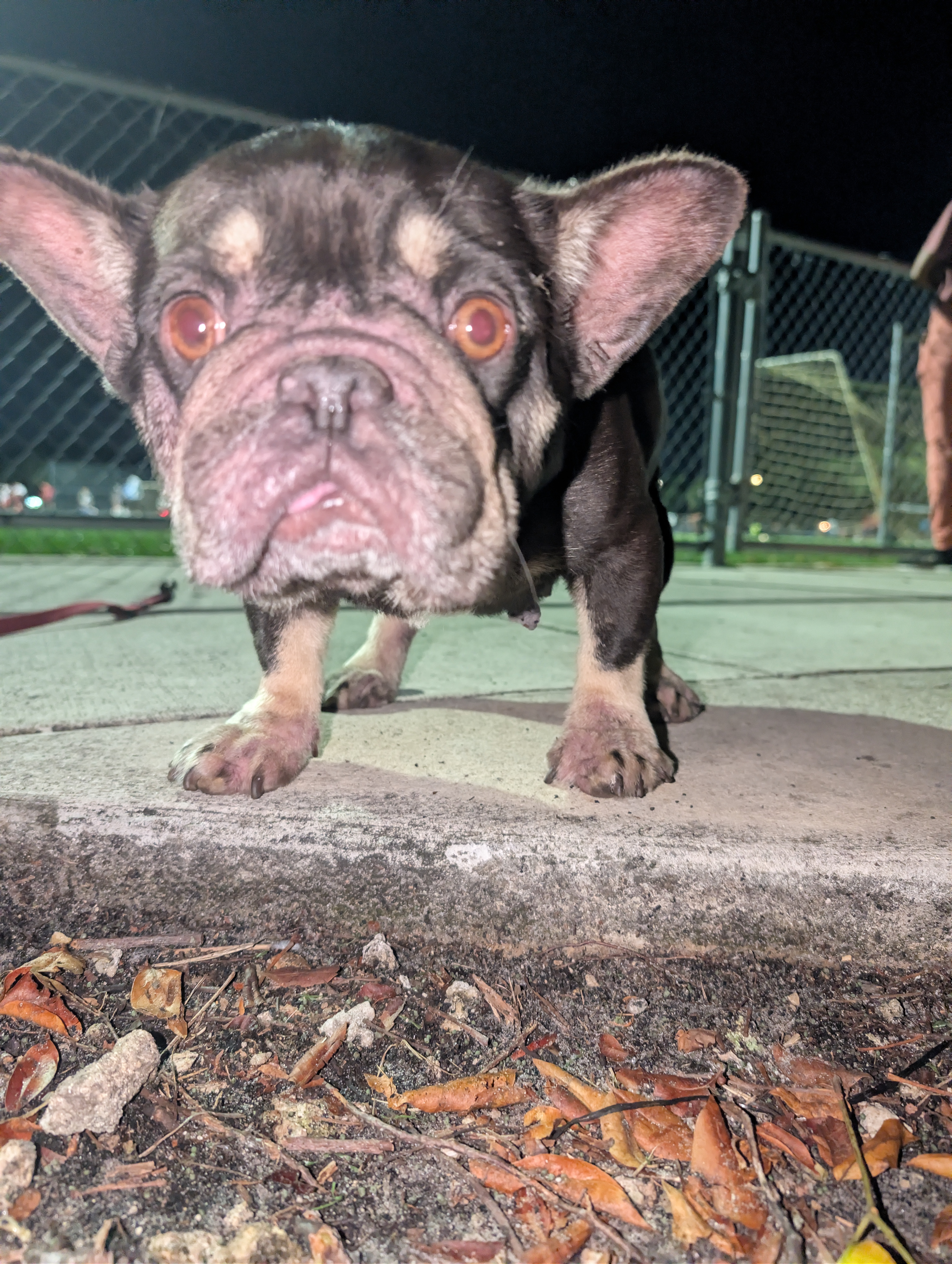 Help Pablo Care for Abandoned Frenchie campaign photo, 5 of 7