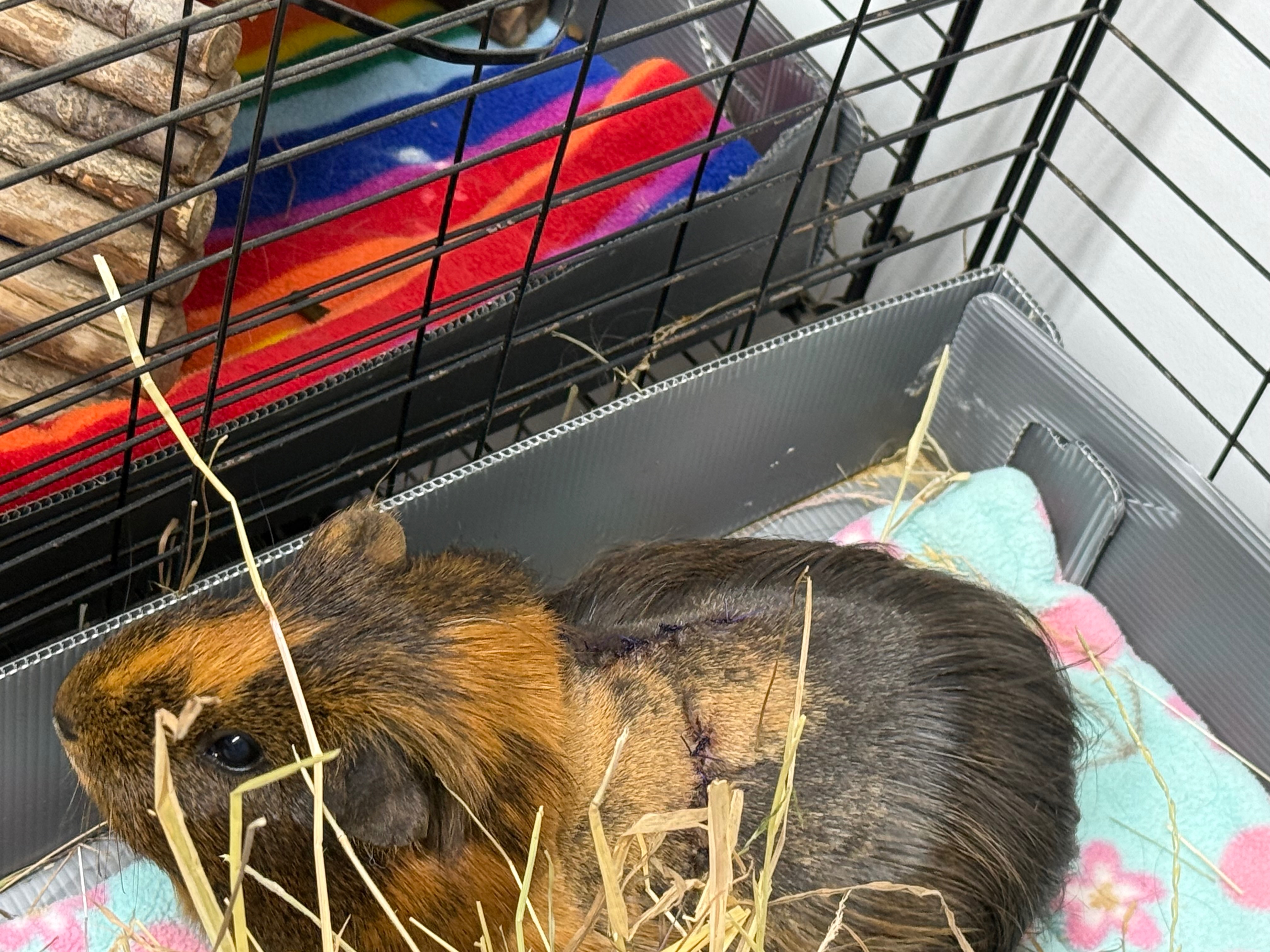 Mansfield guinea pig rescue December vet bill campaign photo, 2 of 4