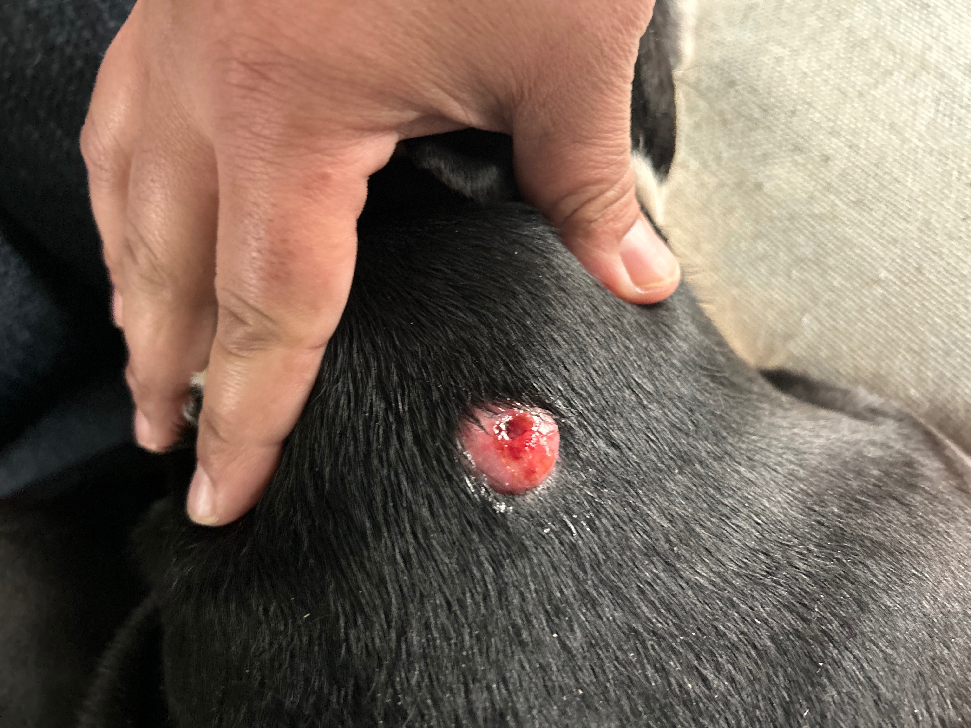 Support Enzo’s Cyst Removal Surgery campaign photo, 7 of 8