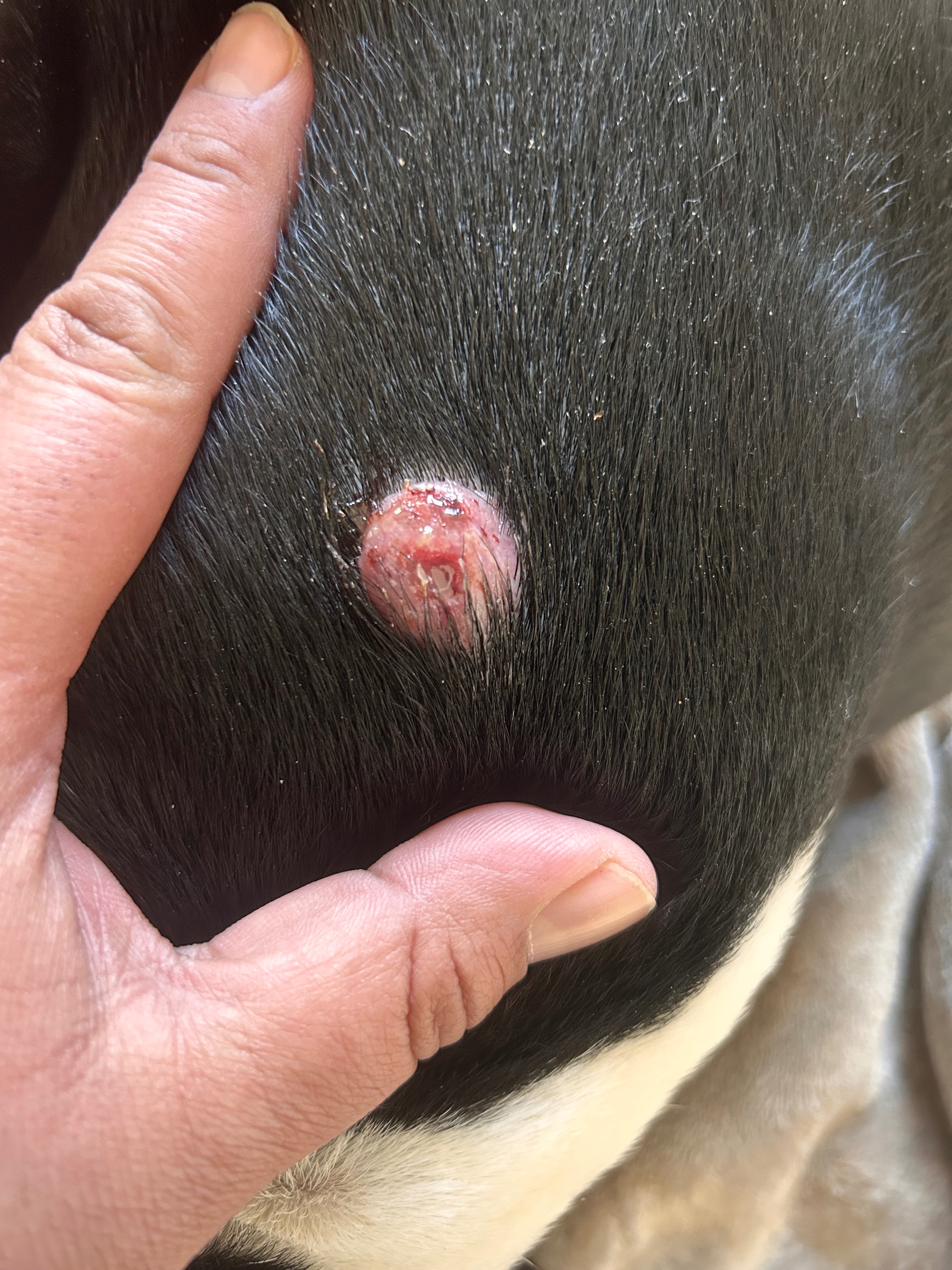 Support Enzo’s Cyst Removal Surgery campaign photo, 2 of 8
