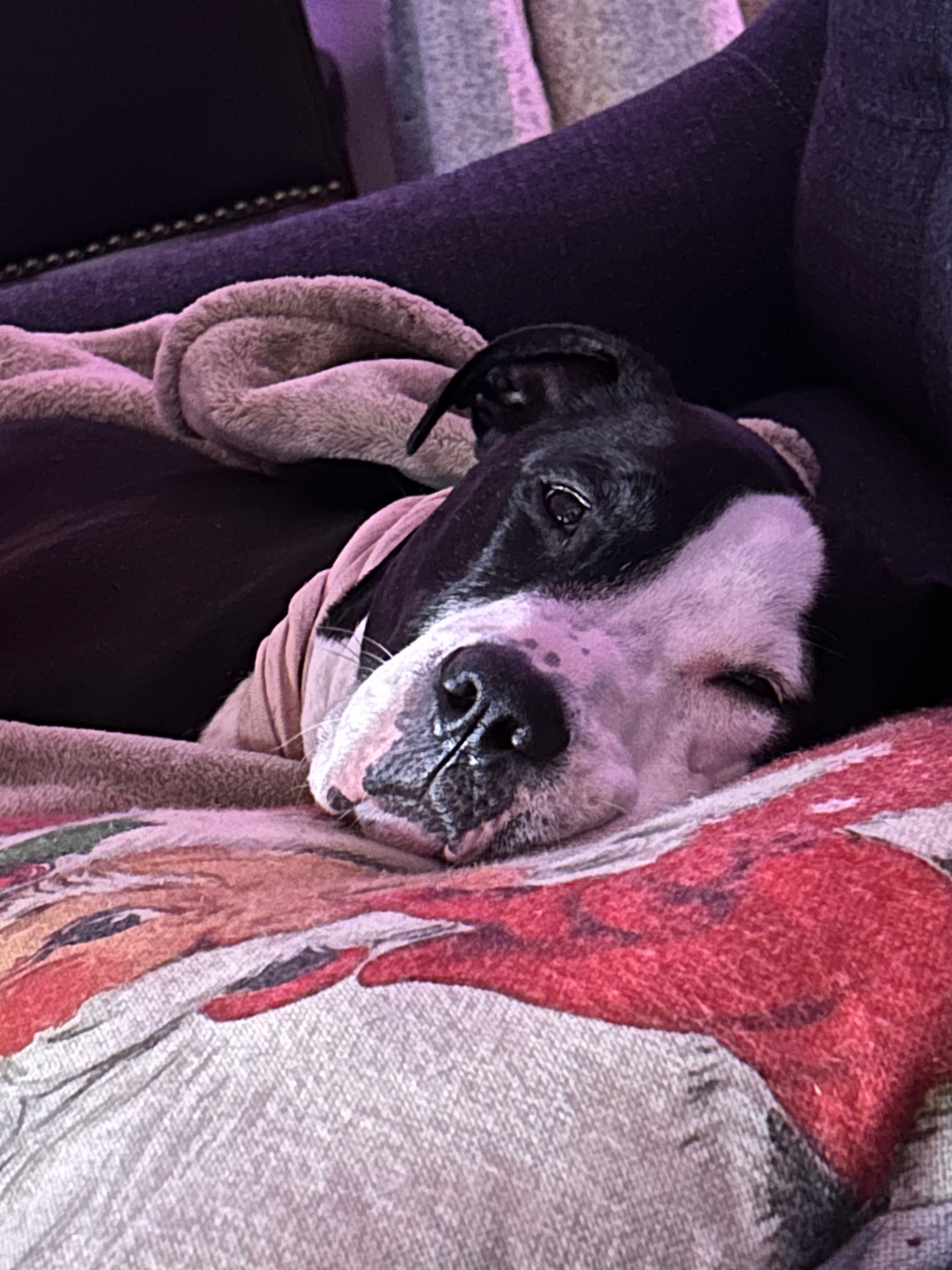 Support Enzo’s Cyst Removal Surgery campaign photo, 4 of 8
