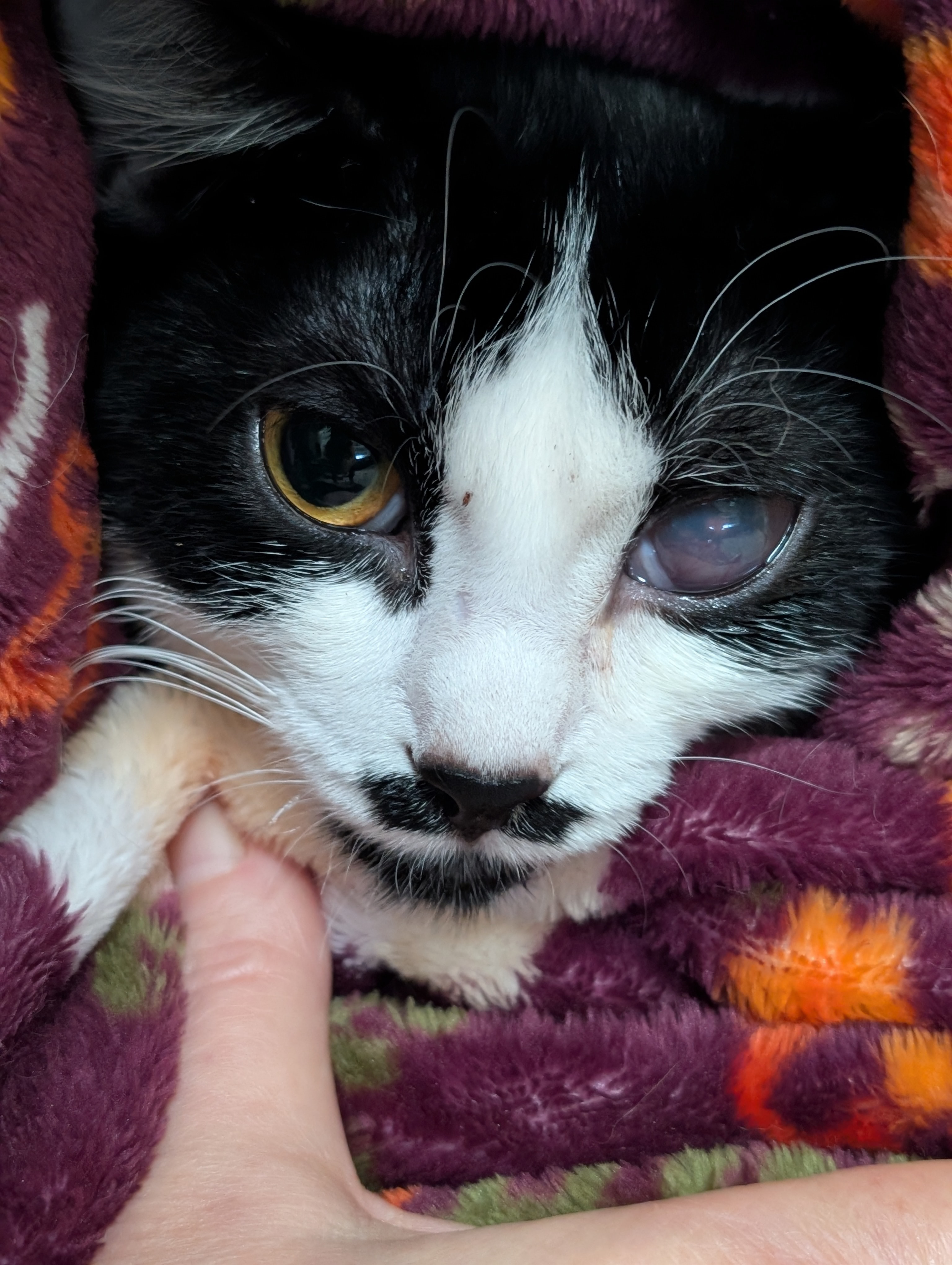 Help Kit-Kat Fight FIP and Toxoplasmosis campaign photo, 6 of 7