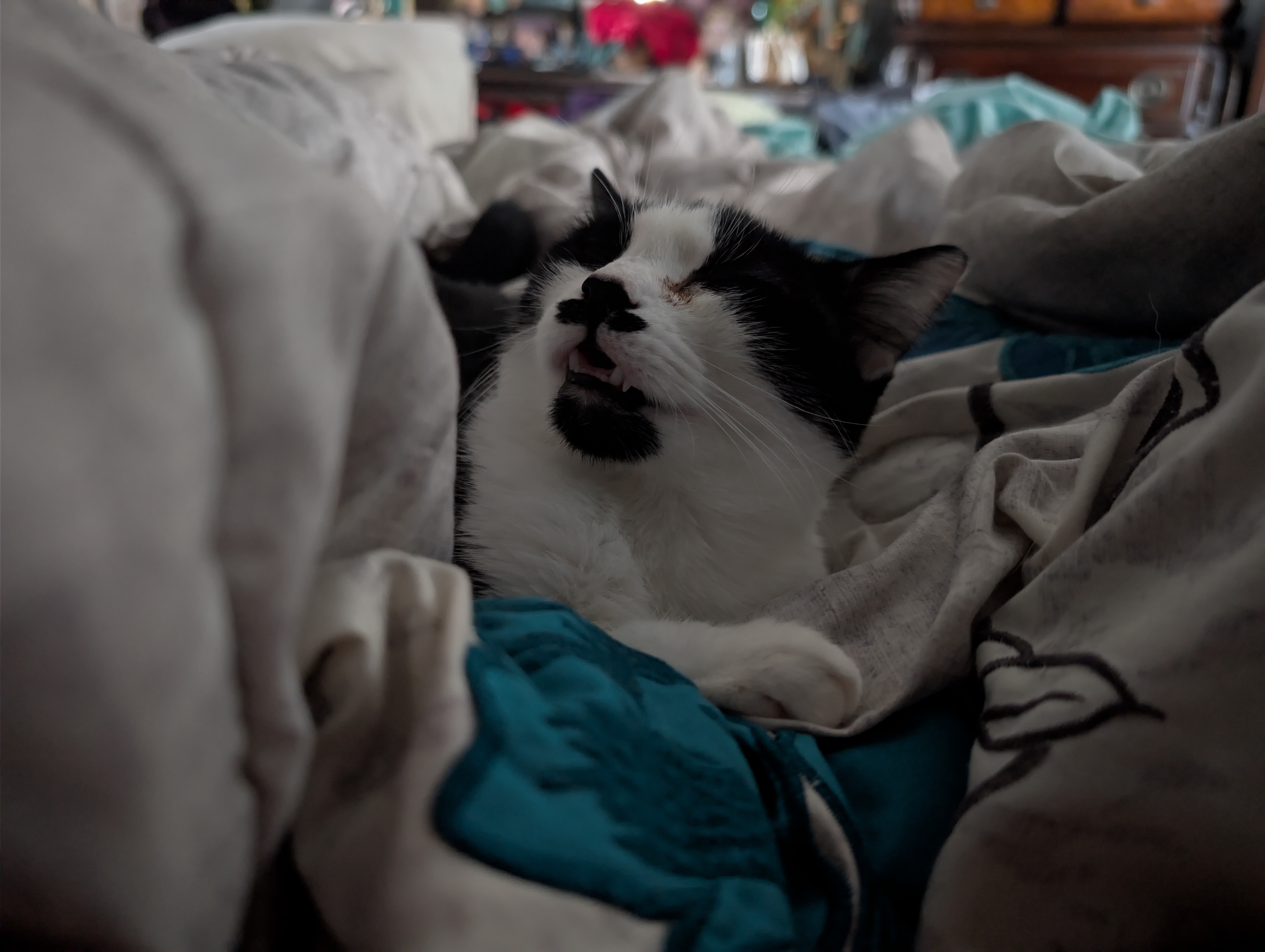 Help Kit-Kat Fight FIP and Toxoplasmosis campaign photo, 2 of 7