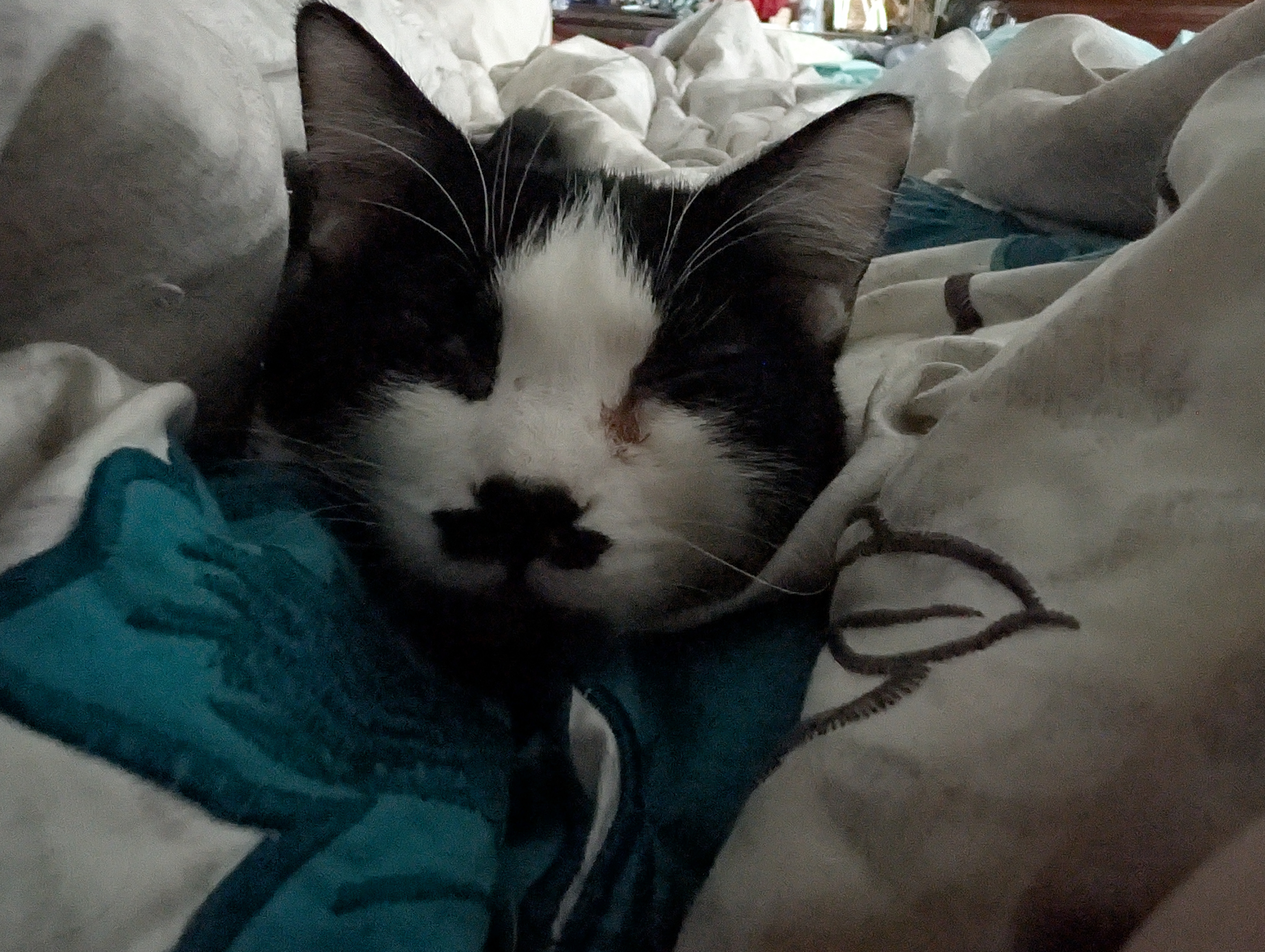 Help Kit-Kat Fight FIP and Toxoplasmosis campaign photo, 4 of 7