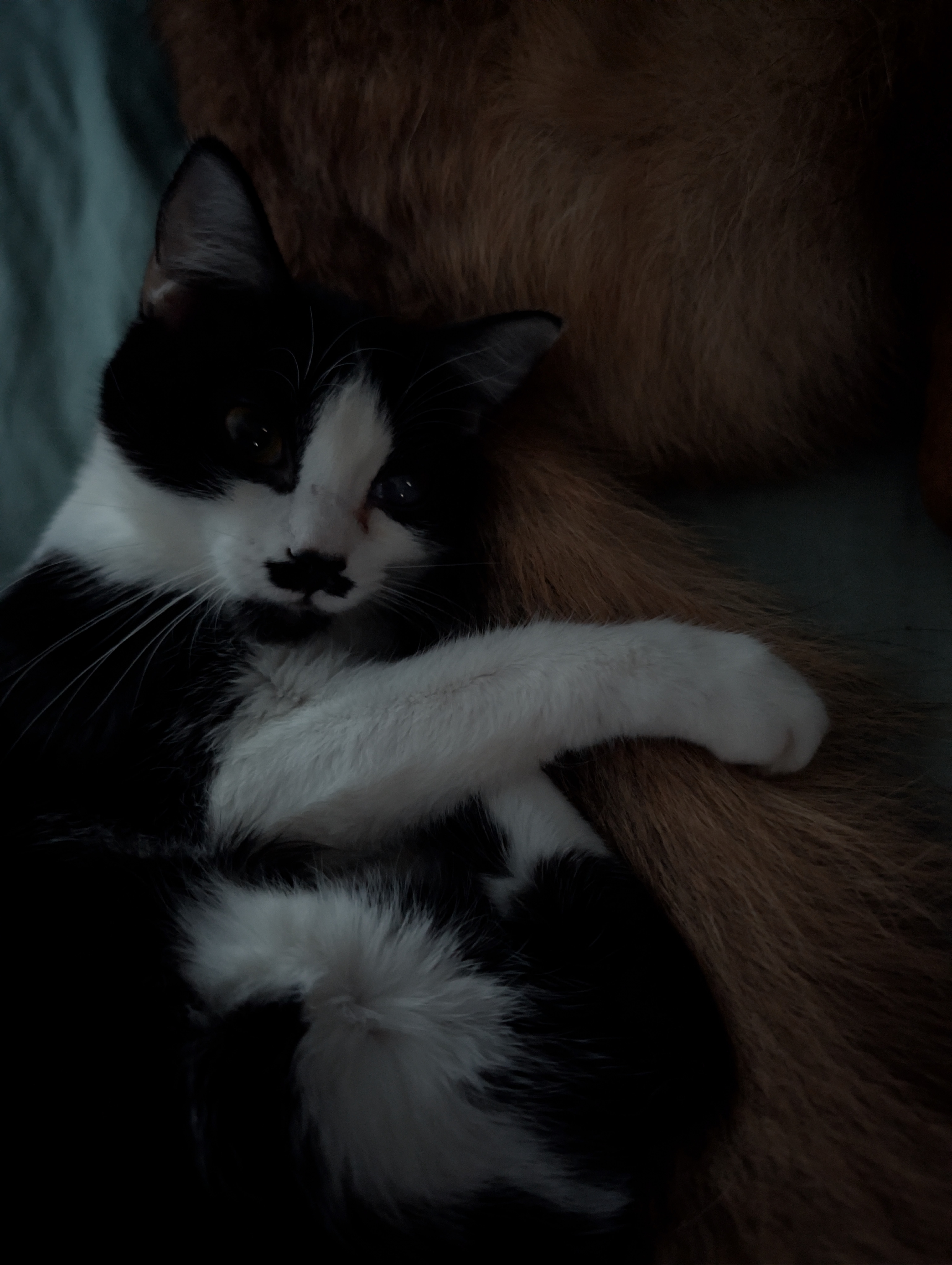 Help Kit-Kat Fight FIP and Toxoplasmosis campaign photo, 5 of 7