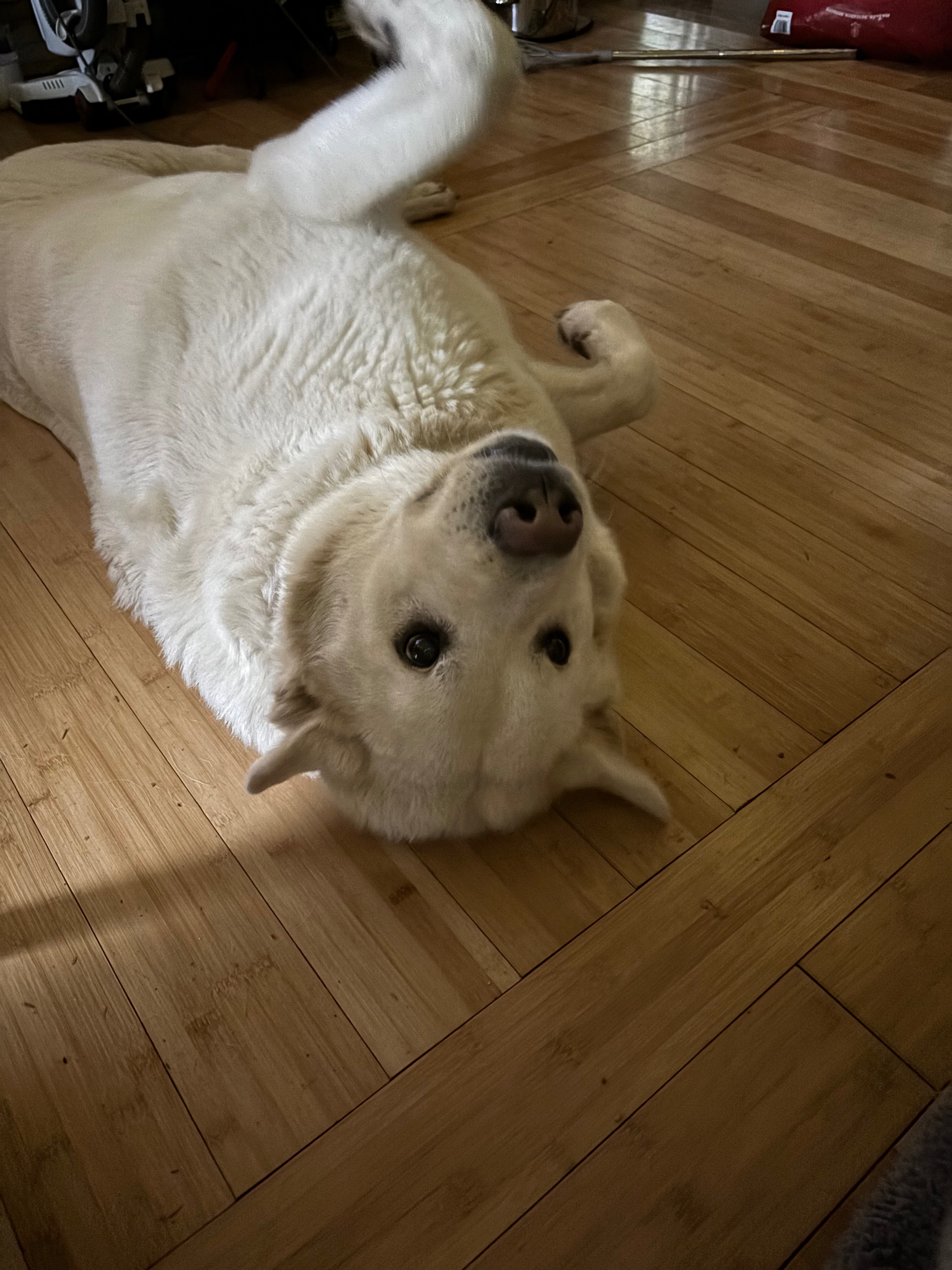 Easing Harley’s Journey with Osteosarcoma campaign photo, 2 of 4