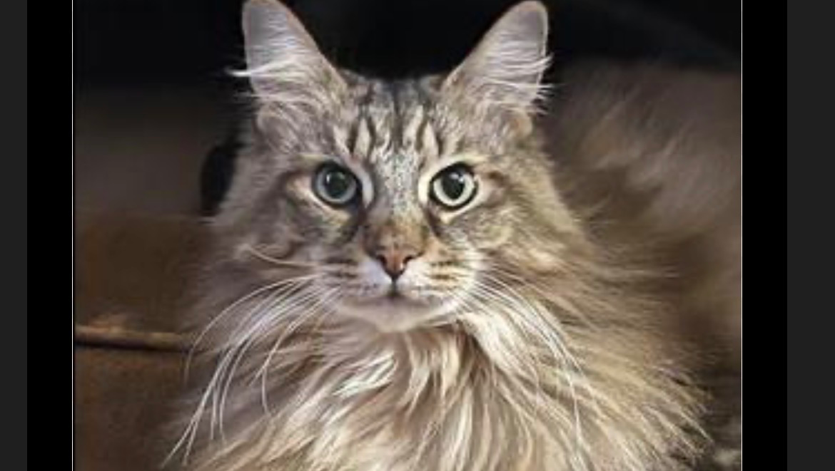 Support Kristian's Dream of a Maine Coon Cat photo