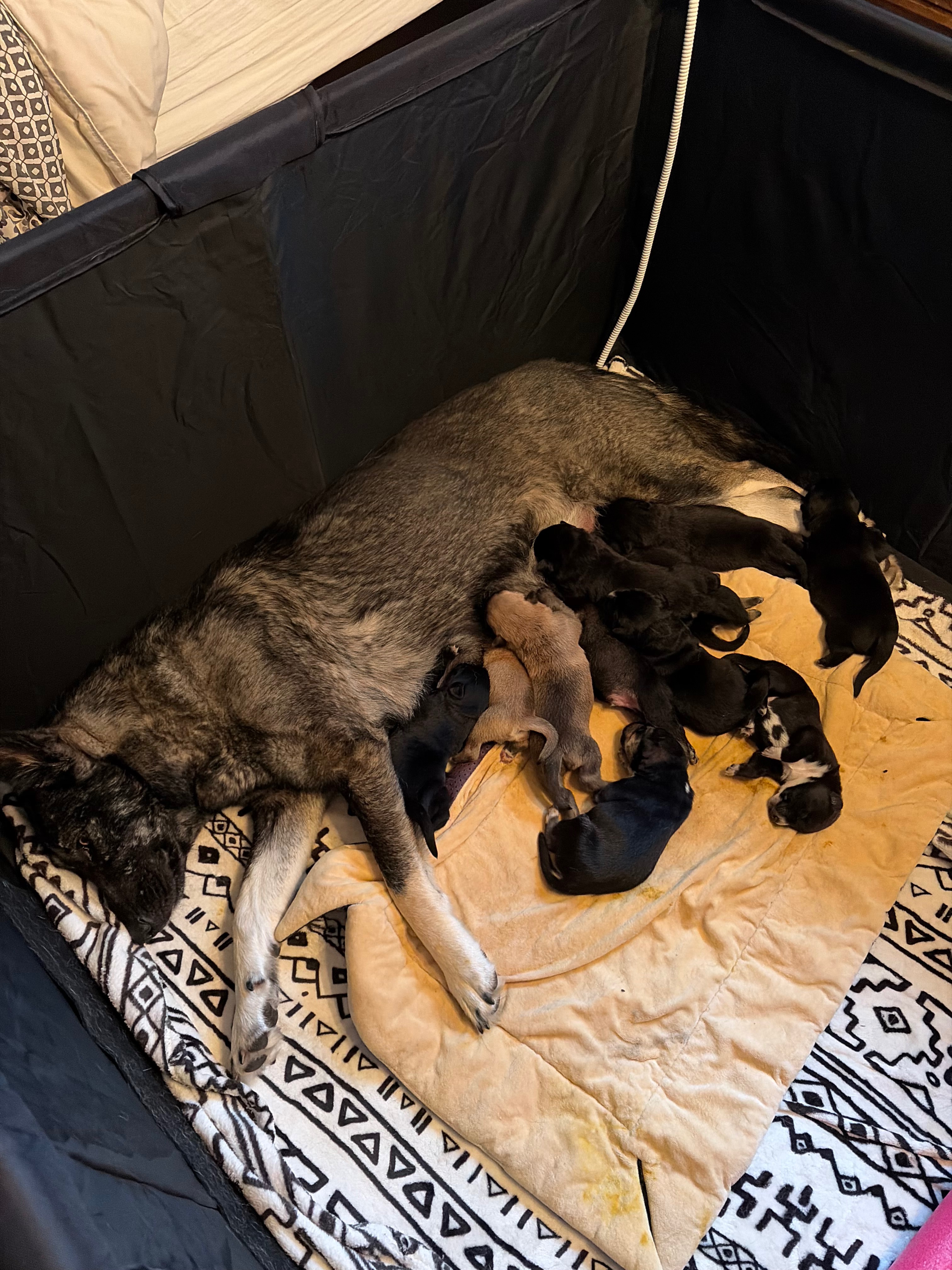Support Clover and Her Puppies' Recovery campaign photo, 5 of 6