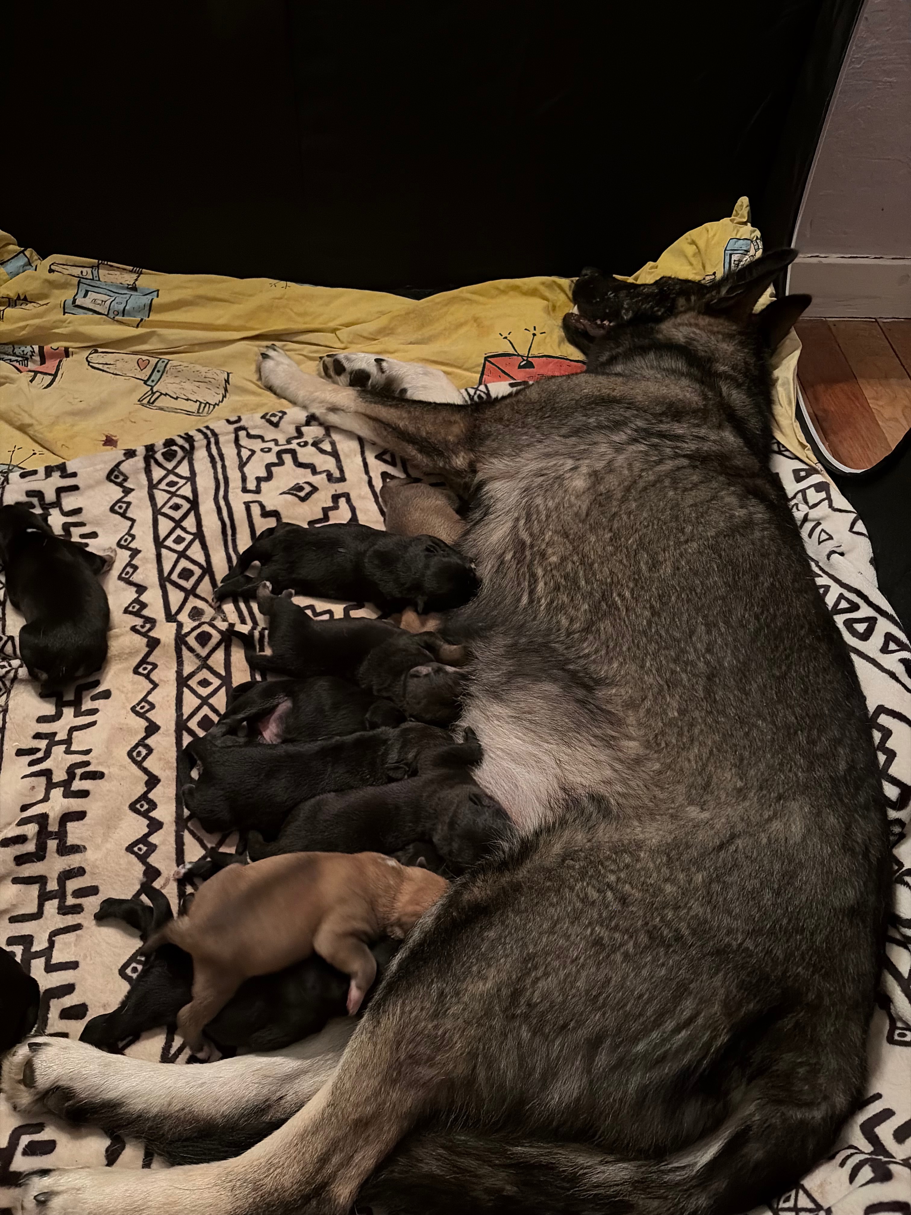Support Clover and Her Puppies' Recovery campaign photo, 2 of 6