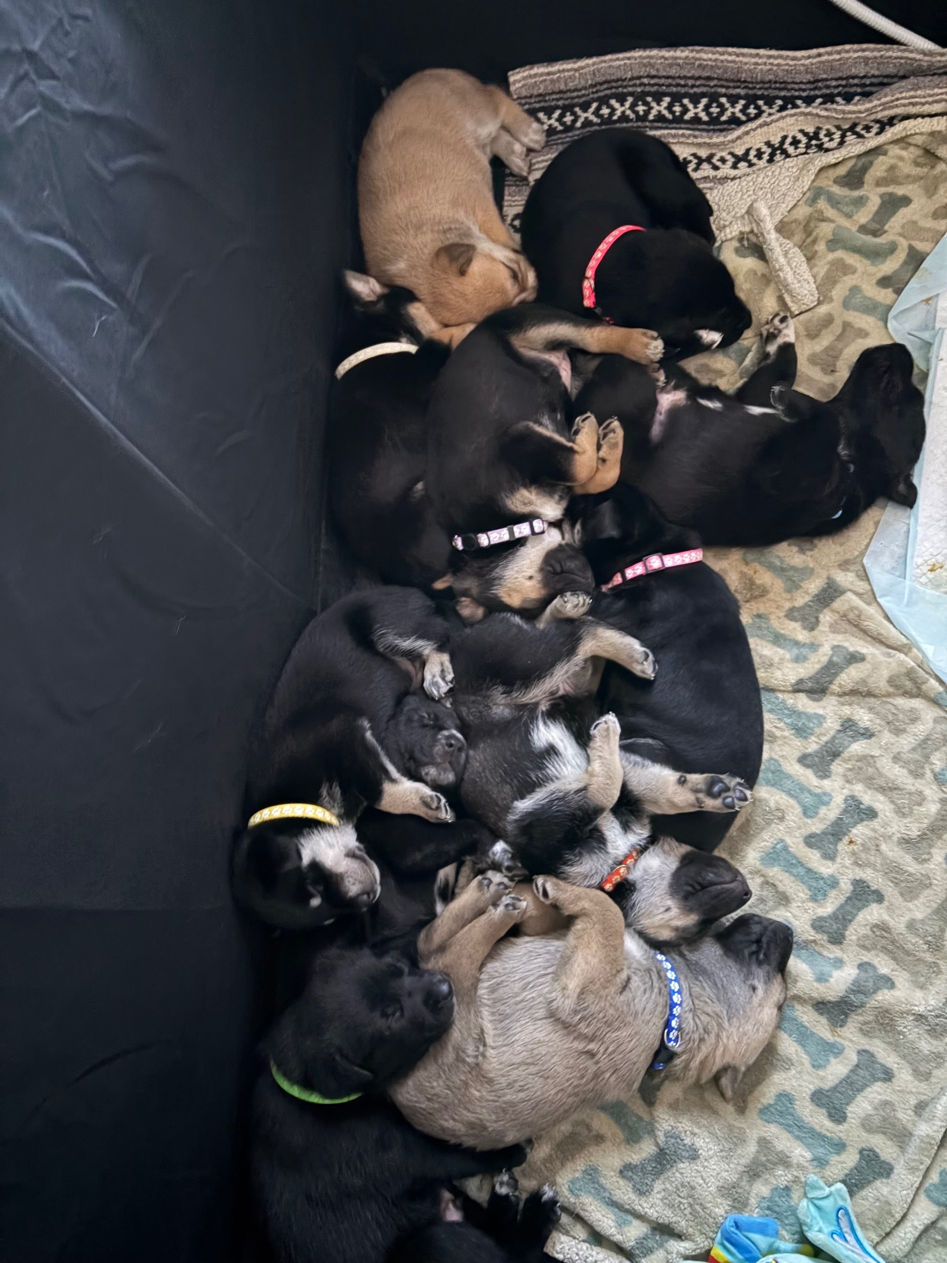Support Clover and Her Puppies' Recovery campaign photo, 4 of 6
