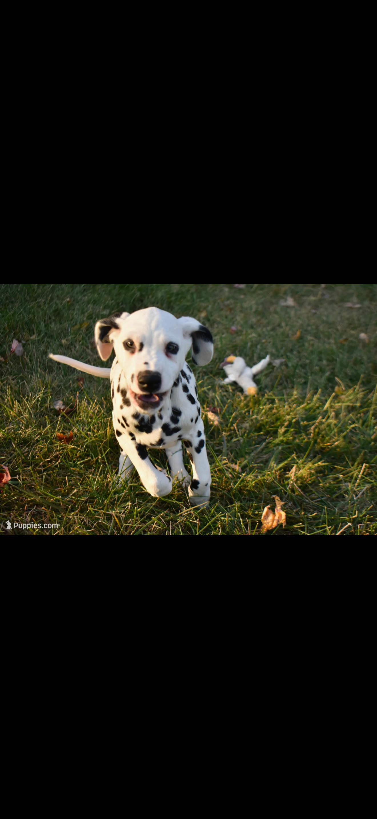 Justice for buddy campaign photo, 2 of 4