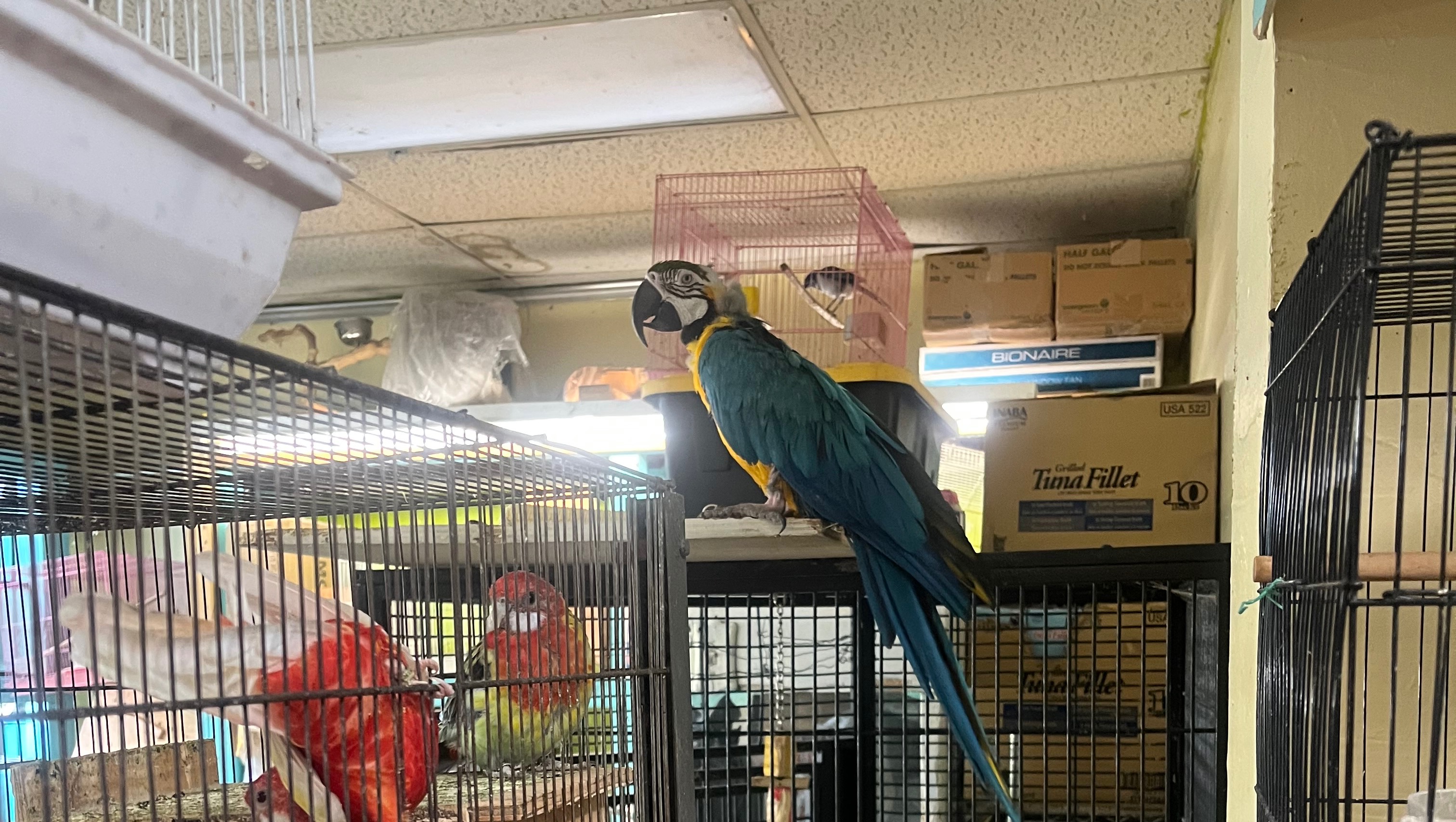 HELP SAVE LOLA  ALAYLA ‘S LIFE & HELP Save ALL THE Birds photo