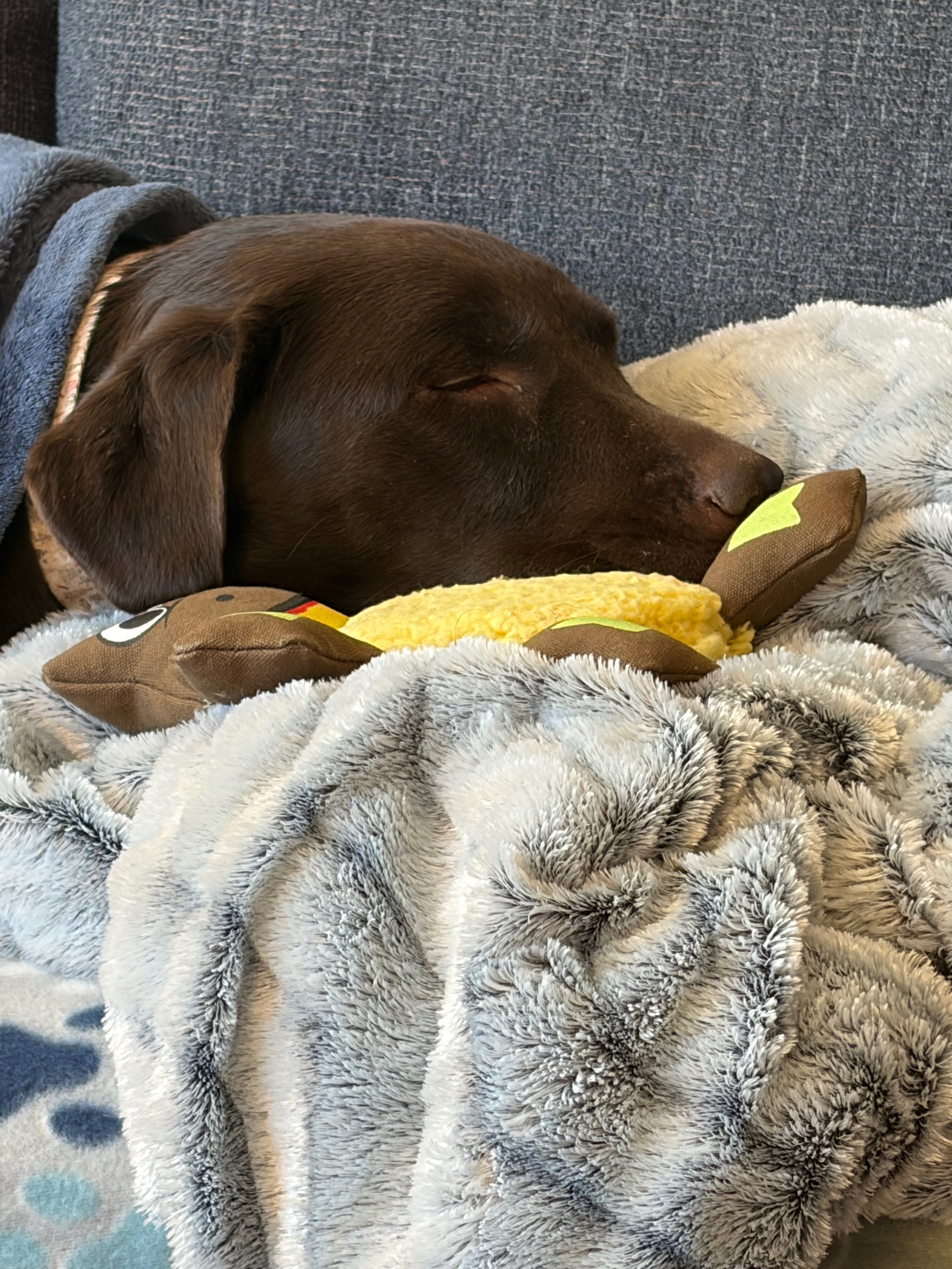 Help Bailey Fight Canine Fungal Disease campaign photo, 6 of 7