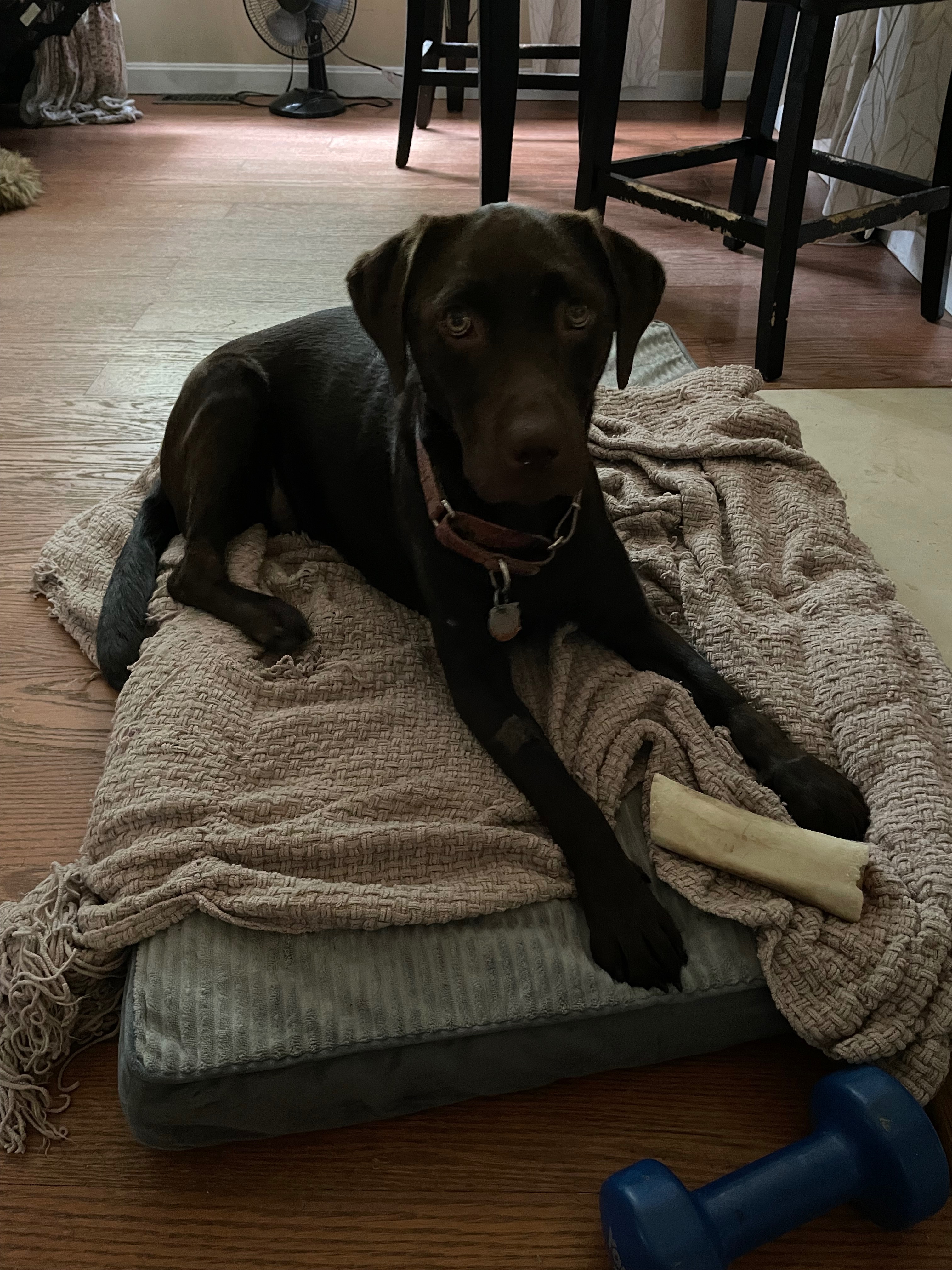 Help Bailey Fight Canine Fungal Disease campaign photo, 2 of 7
