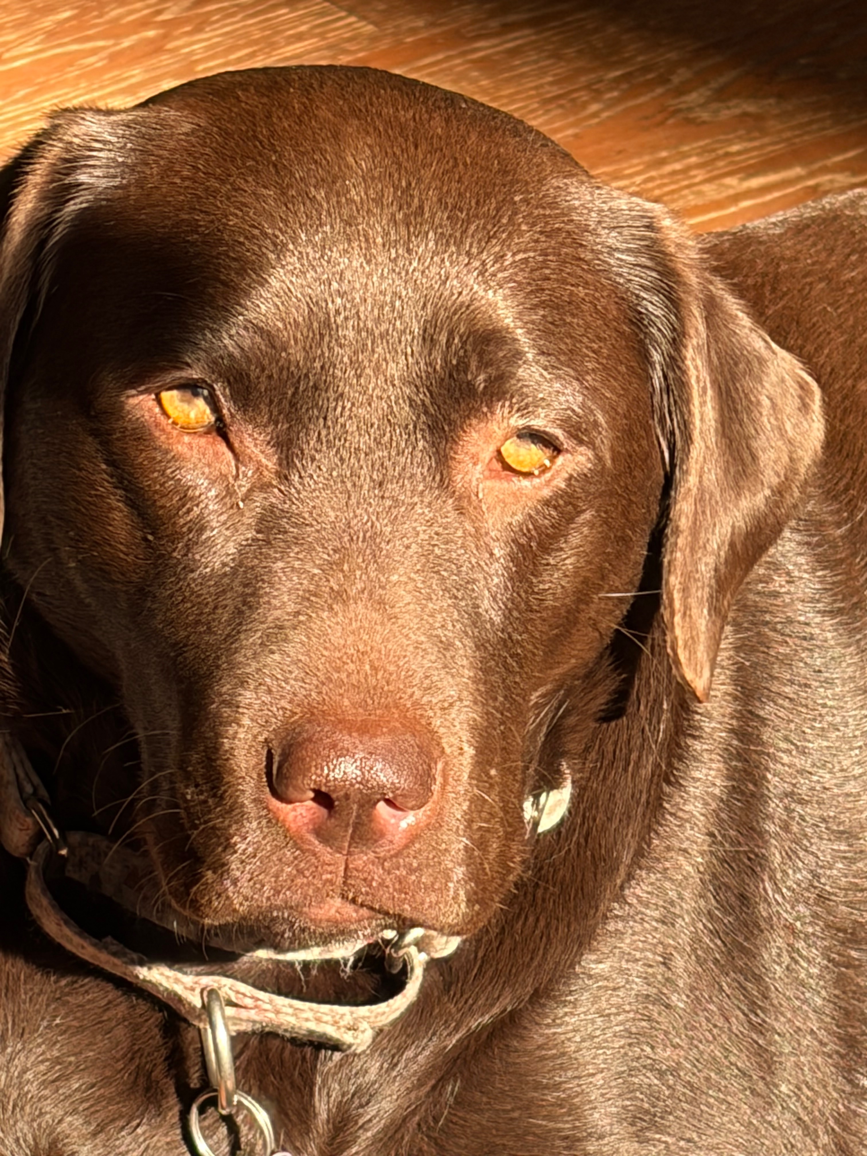 Help Bailey Fight Canine Fungal Disease campaign photo, 4 of 7