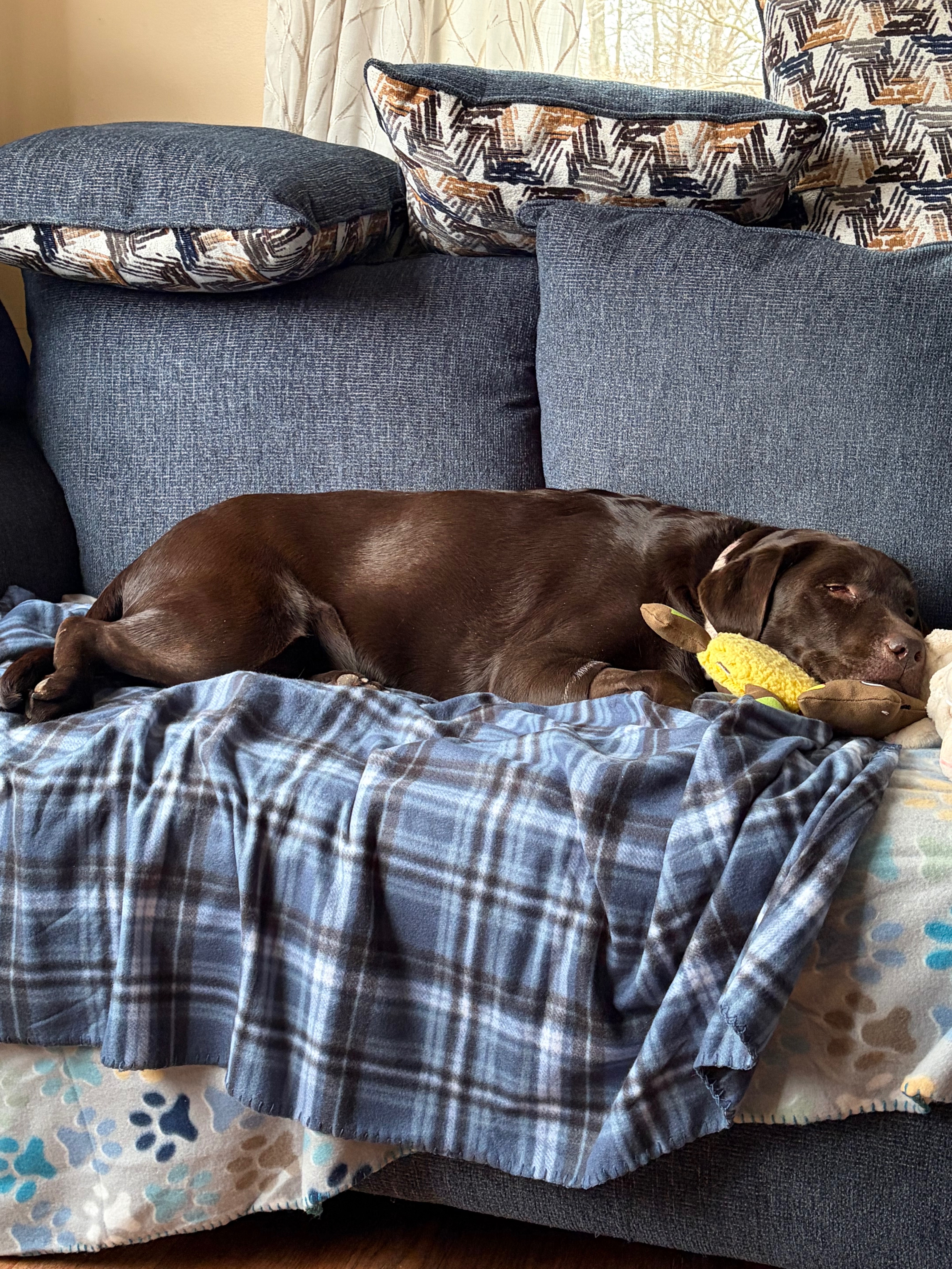 Help Bailey Fight Canine Fungal Disease campaign photo, 5 of 7
