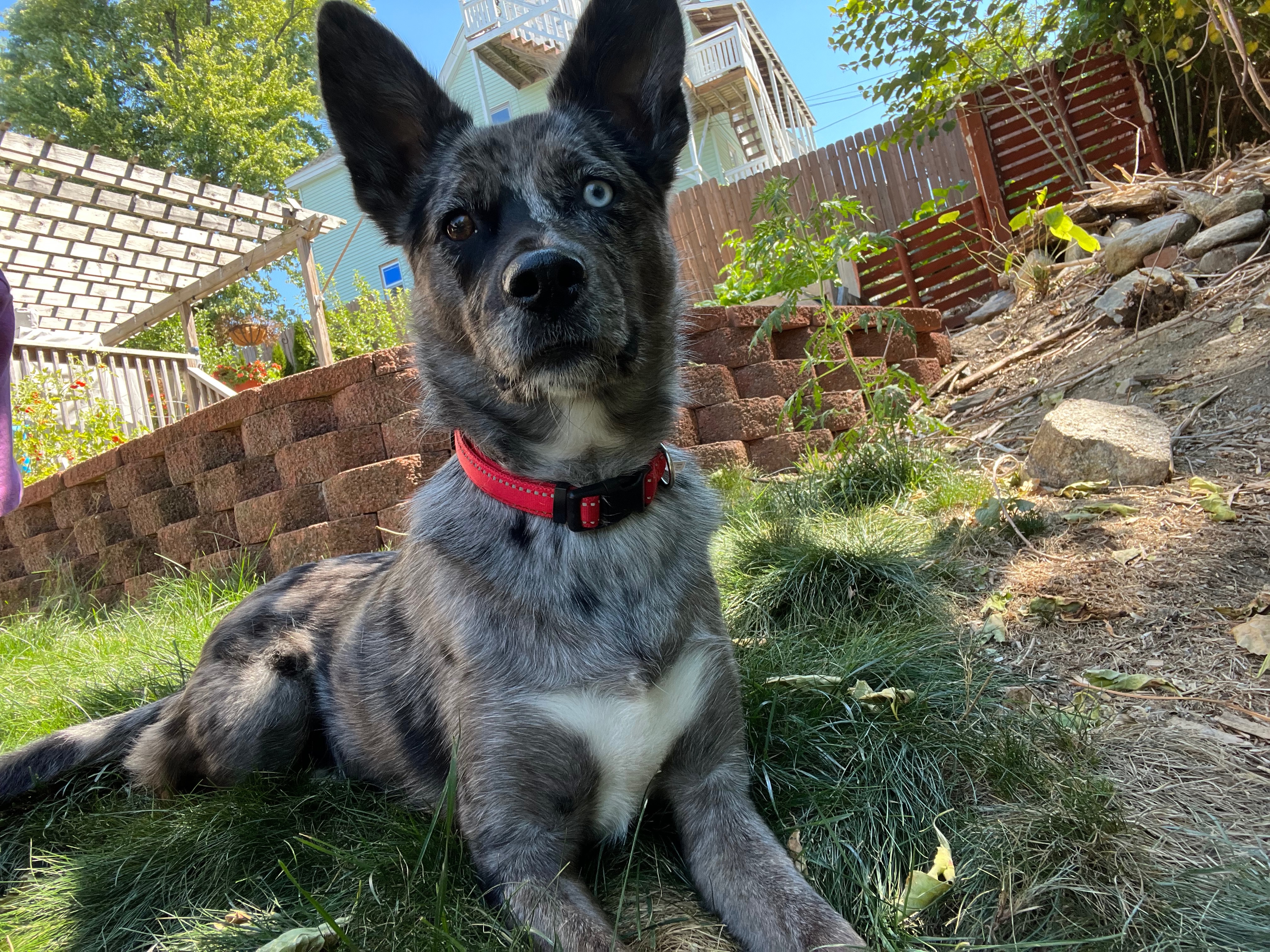 Help Nova Get the Vet Care She Needs campaign photo, 2 of 5