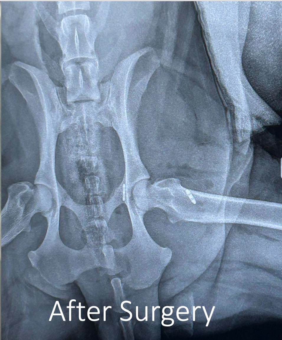 Lexie's Emergency Hip Surgery Fund - Anything Helps ❤️ campaign photo, 4 of 7