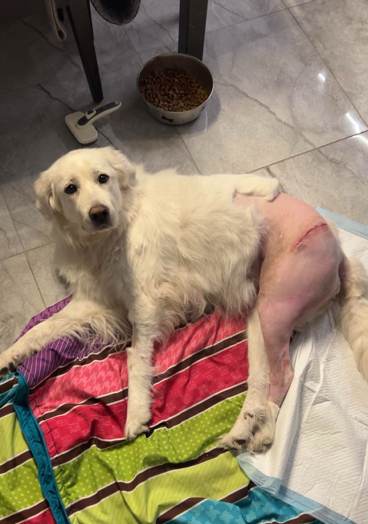 Lexie's Emergency Hip Surgery Fund - Anything Helps ❤️ campaign photo, 5 of 7