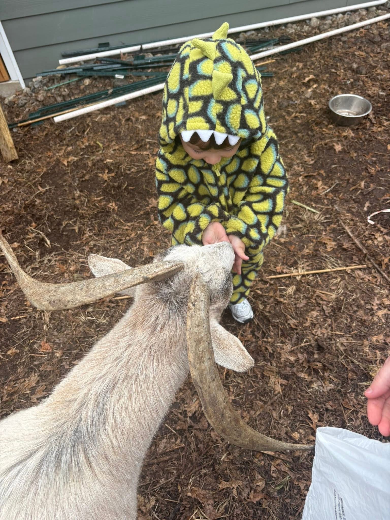 Fundraiser by Kenneth Schumann : Help Ken Fight to Keep His Goats