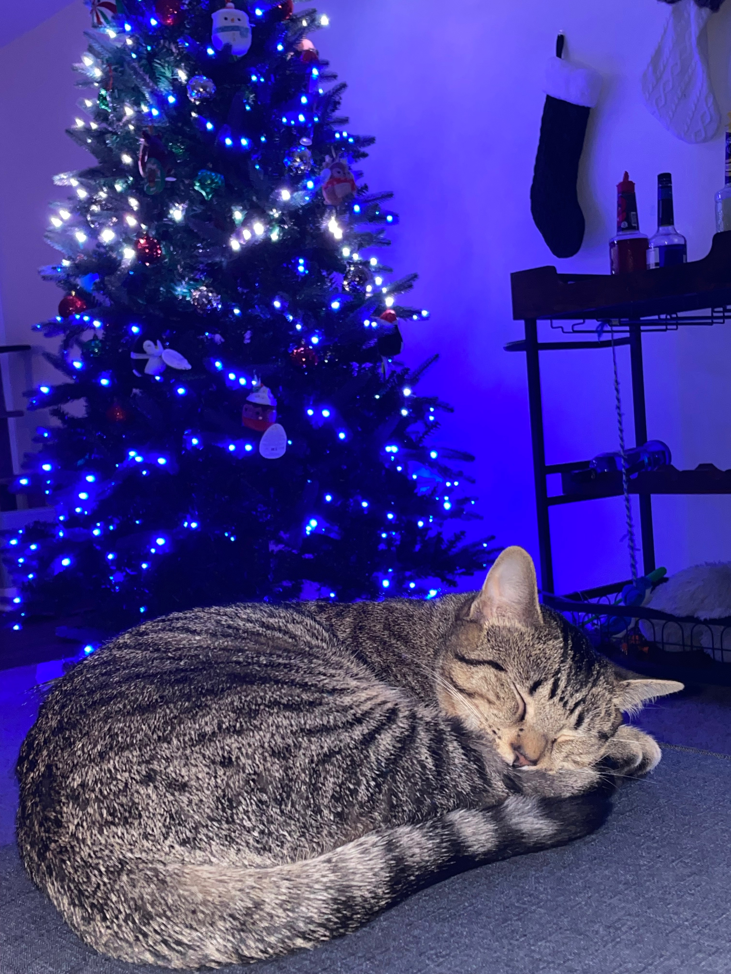 Help Save Loki – Our First Baby with Four Paws campaign photo, 7 of 8