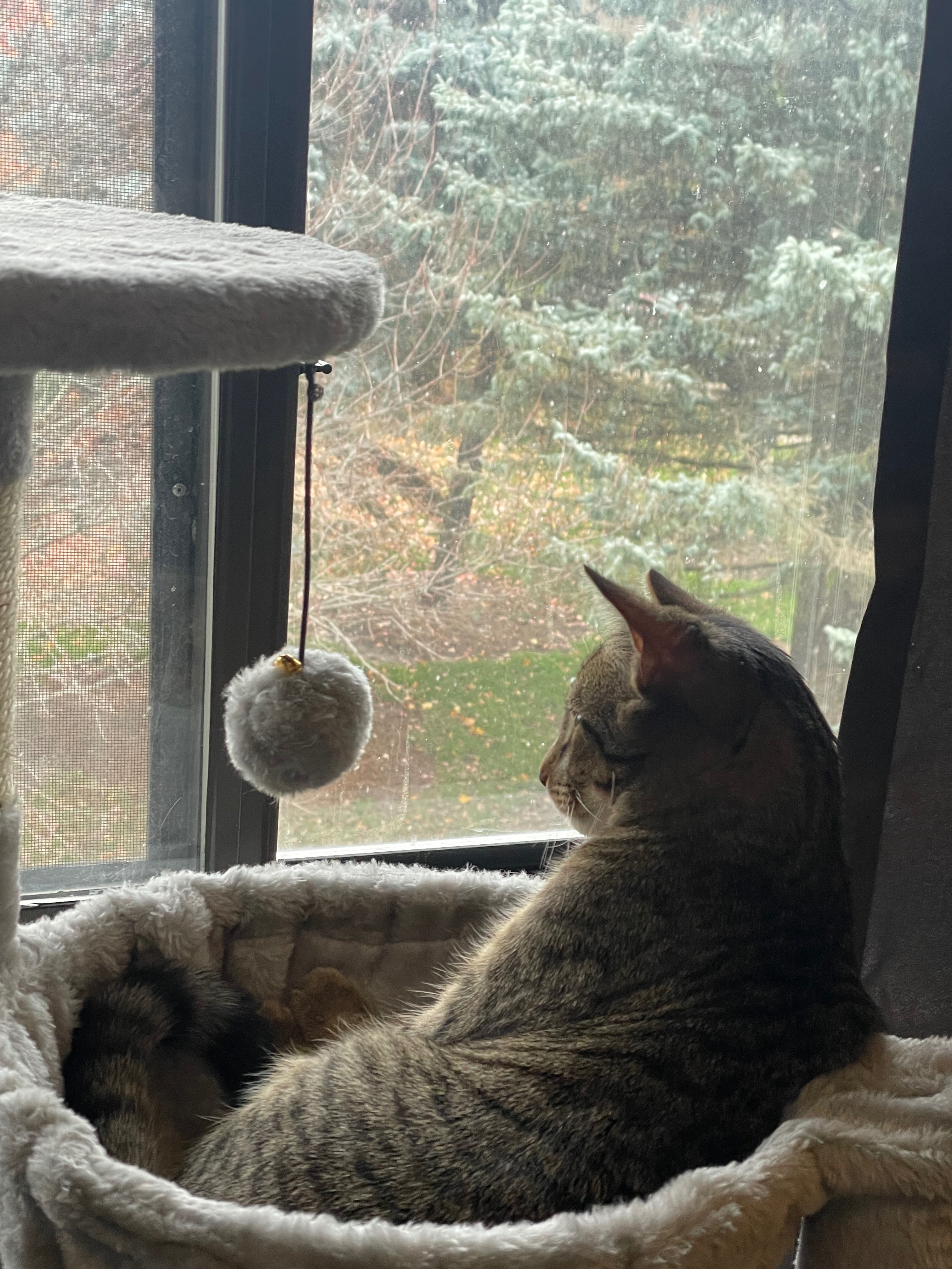Help Save Loki – Our First Baby with Four Paws campaign photo, 2 of 8
