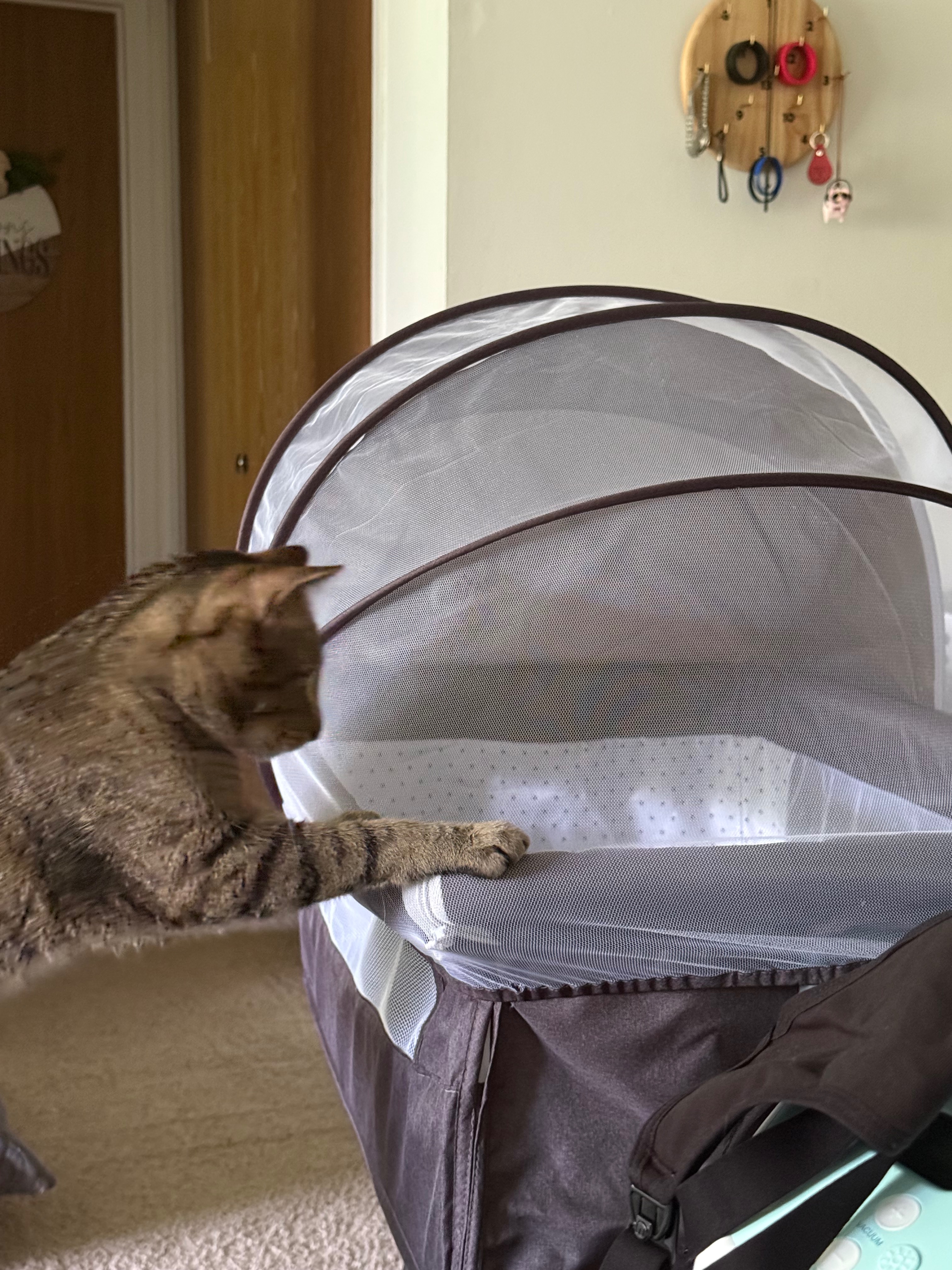 Help Save Loki – Our First Baby with Four Paws campaign photo, 4 of 8