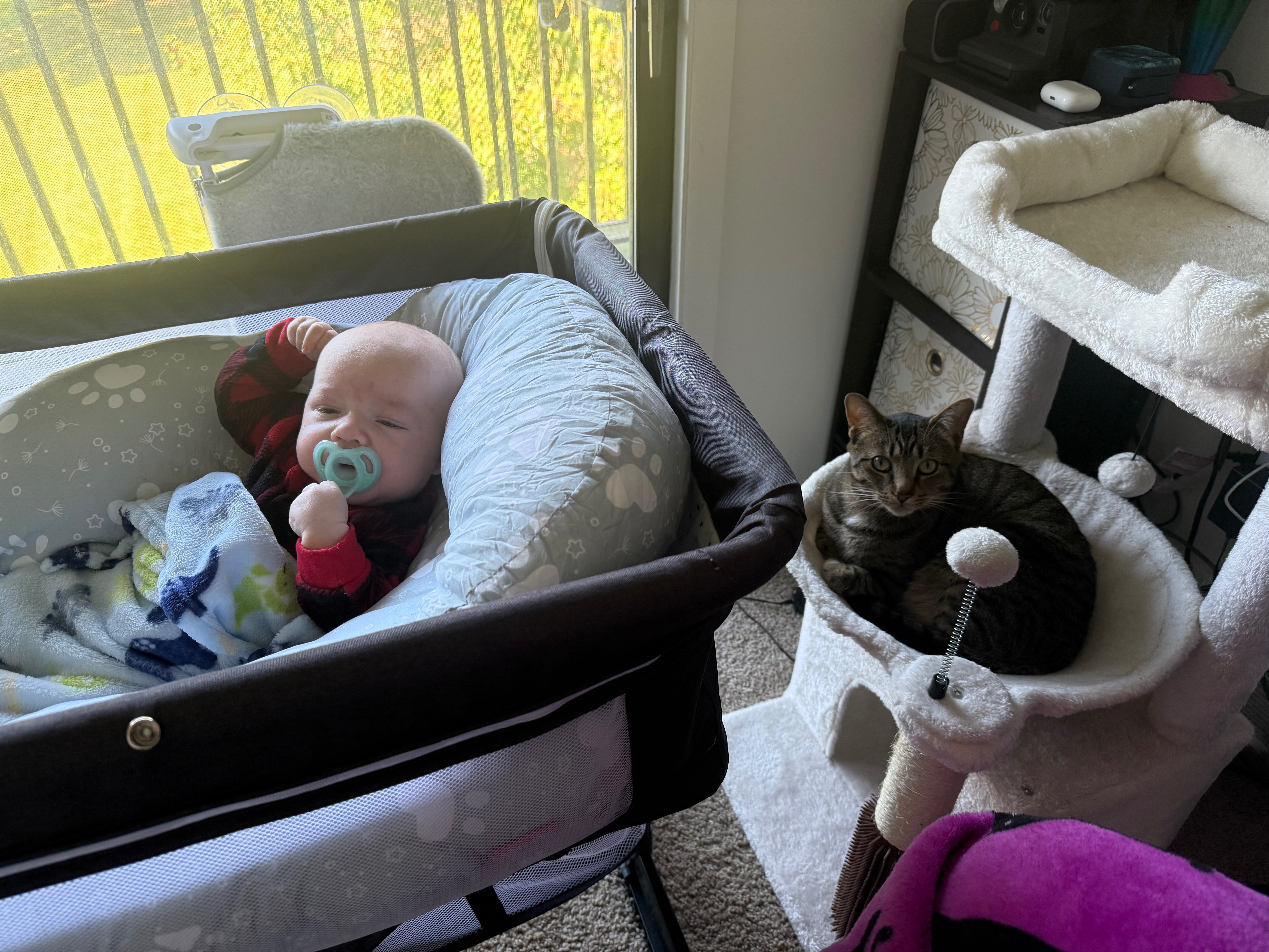 Help Save Loki – Our First Baby with Four Paws campaign photo, 5 of 8
