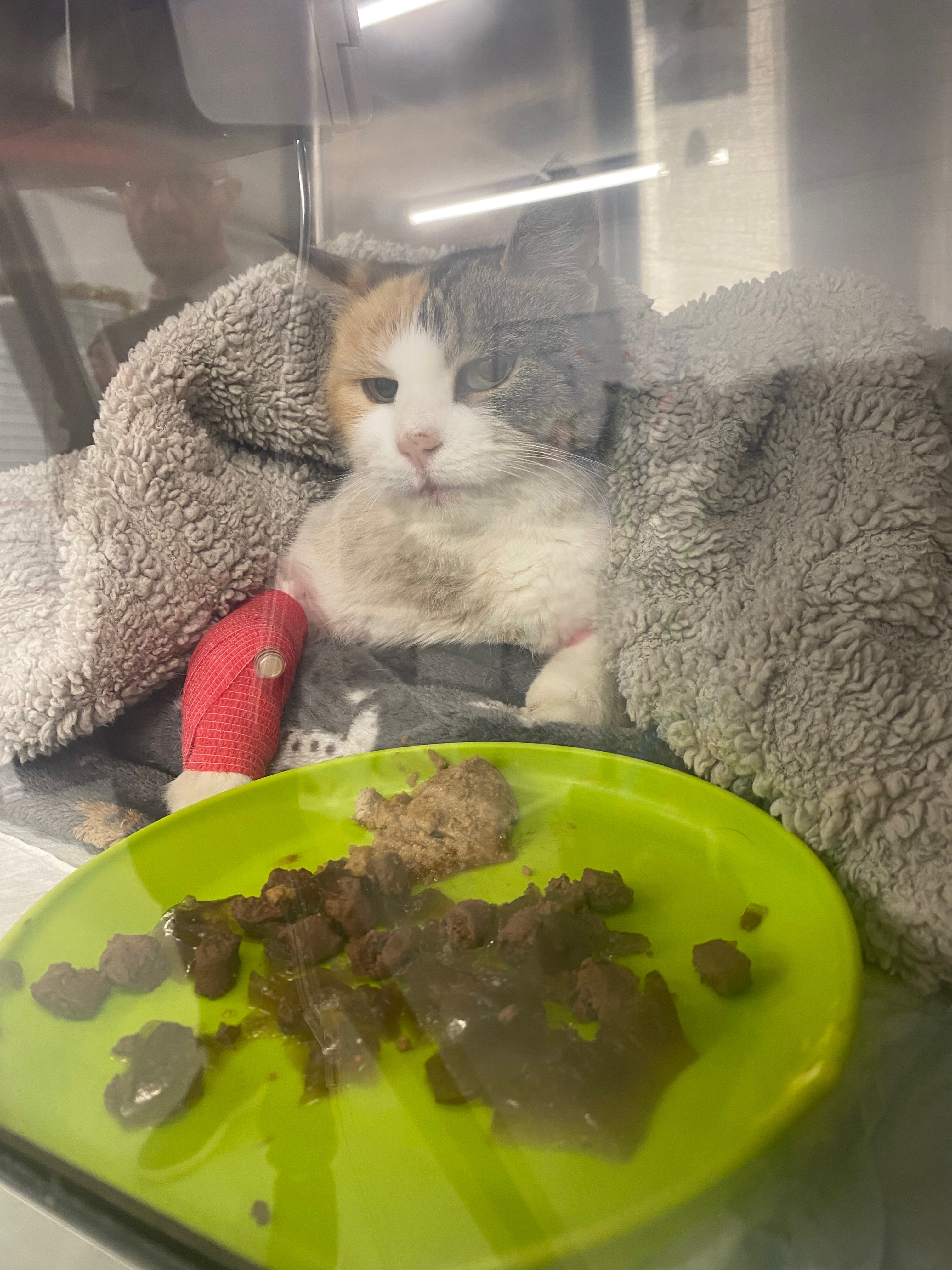 Life saving surgery for cat without owners campaign photo, 4 of 7