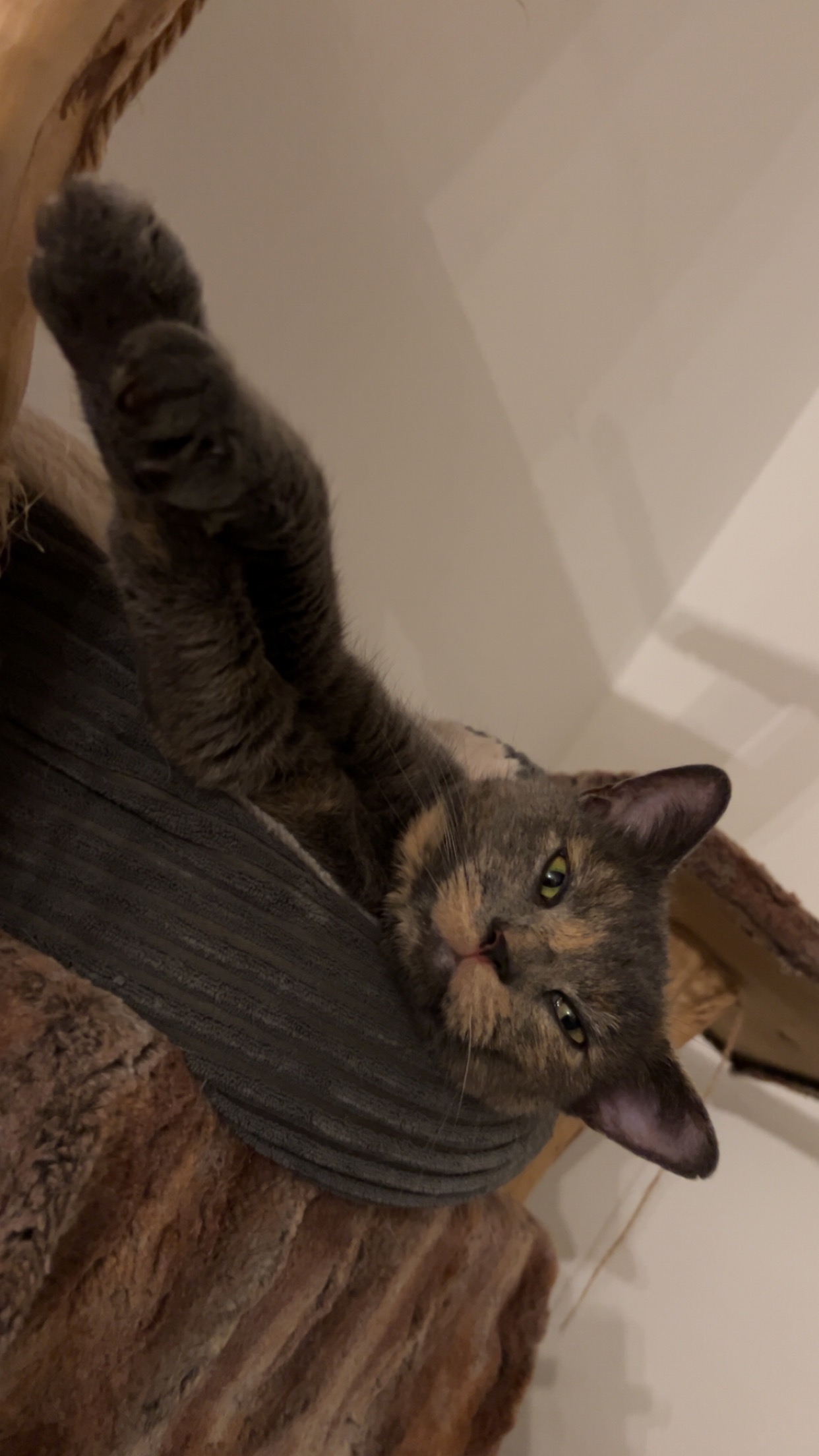 Hilfe für unsere Herzenskatze Luna ❤️ campaign photo, 2 of 4
