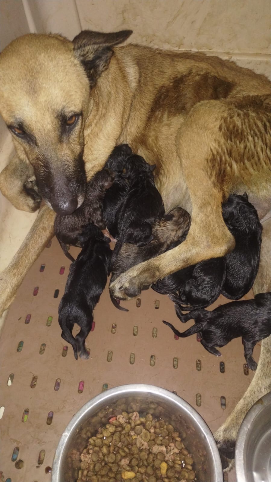 Help stray momma Hope and her 14 puppies ❤️ campaign photo, 5 of 6